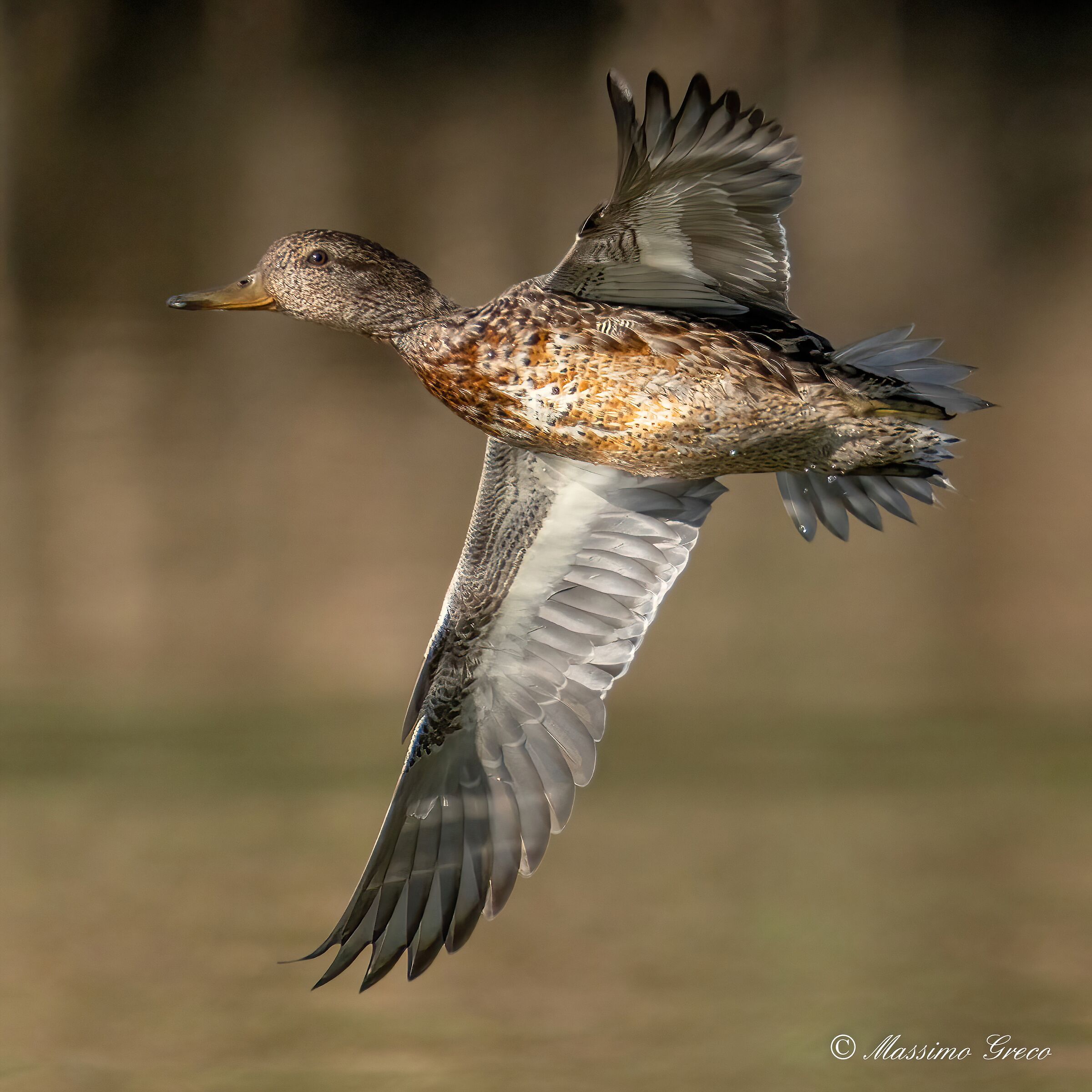 Alzavola (Anas crecca)