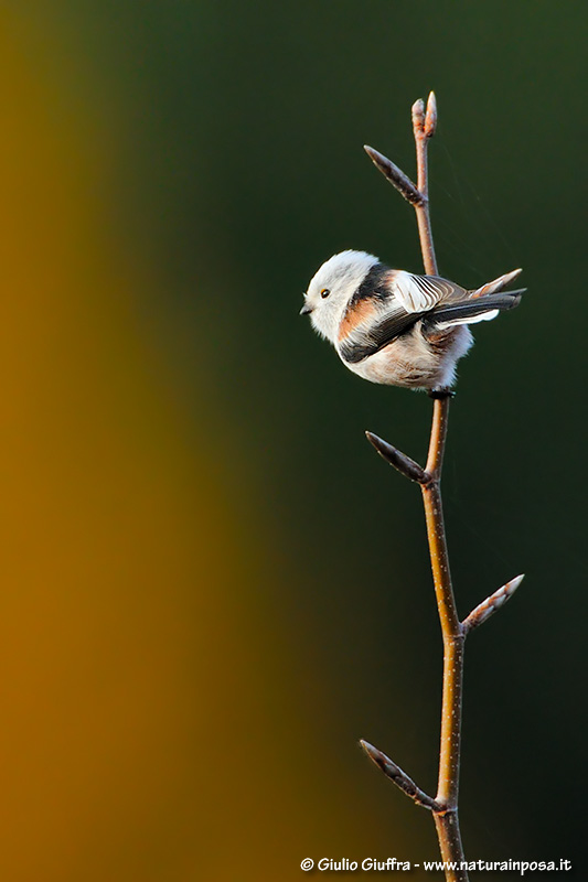 Codibugnolo (ssp. caudatus)