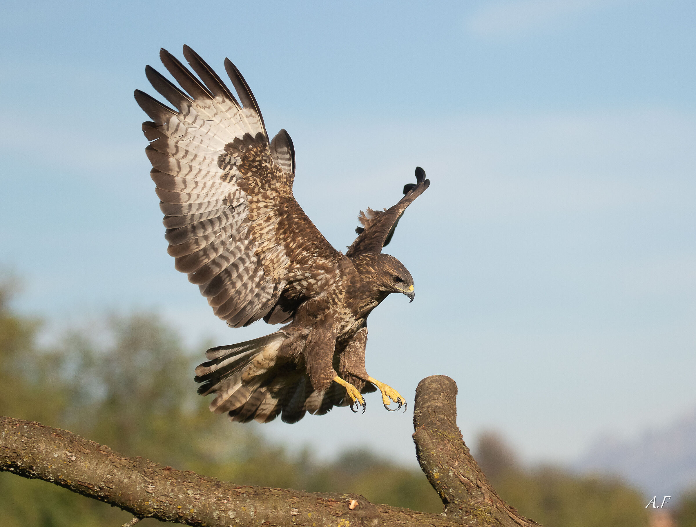 Buzzard!