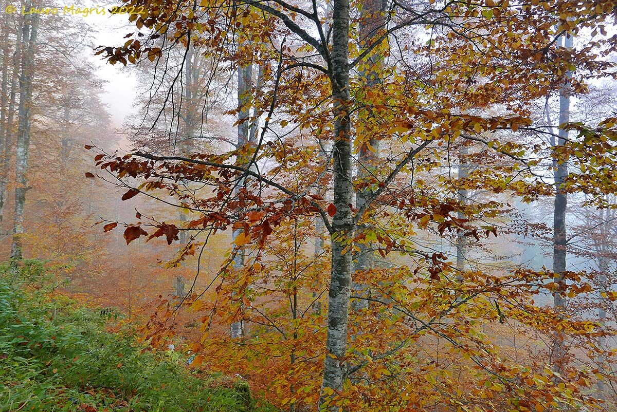 Foliage e  nebbia