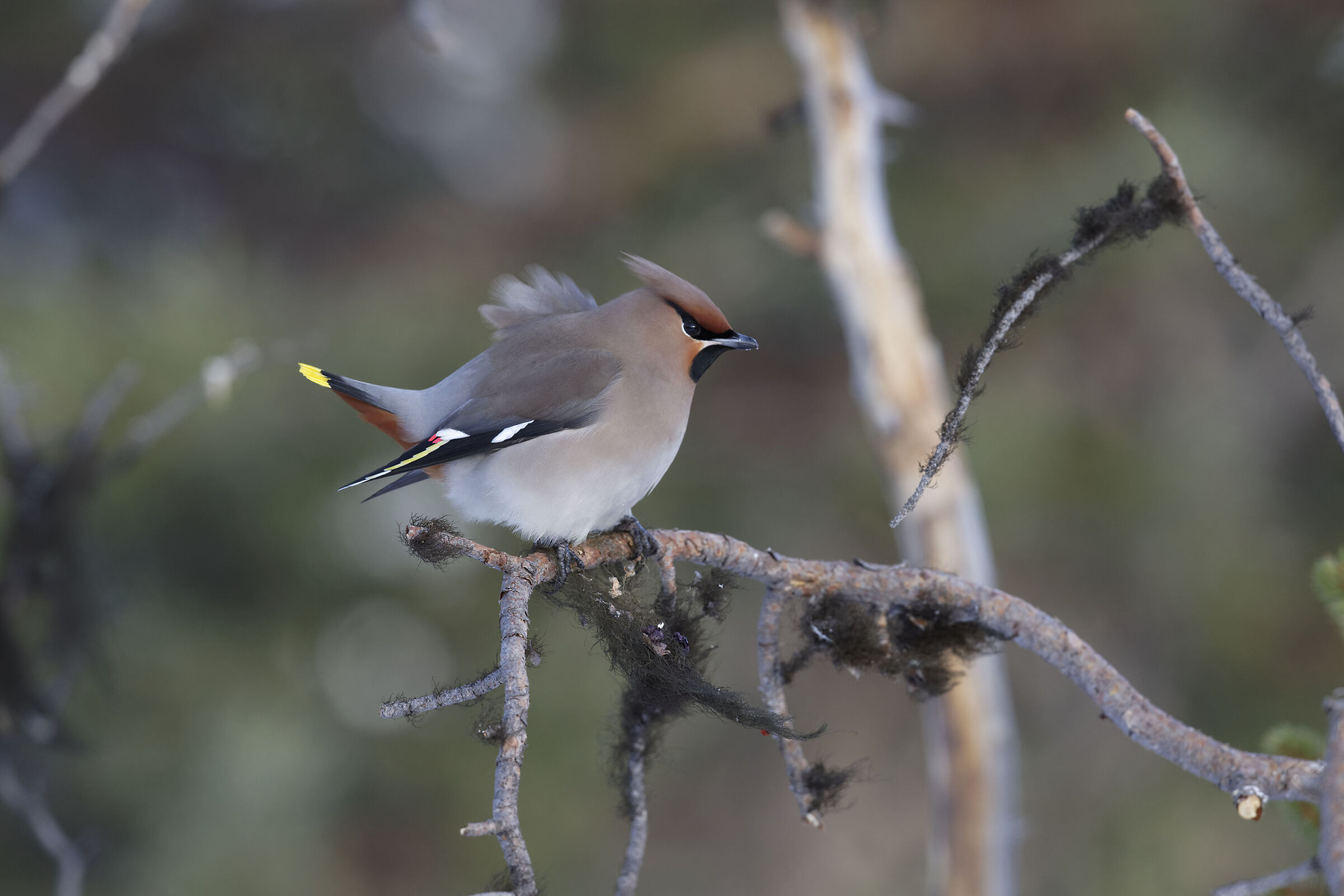 Bohemian waxwing