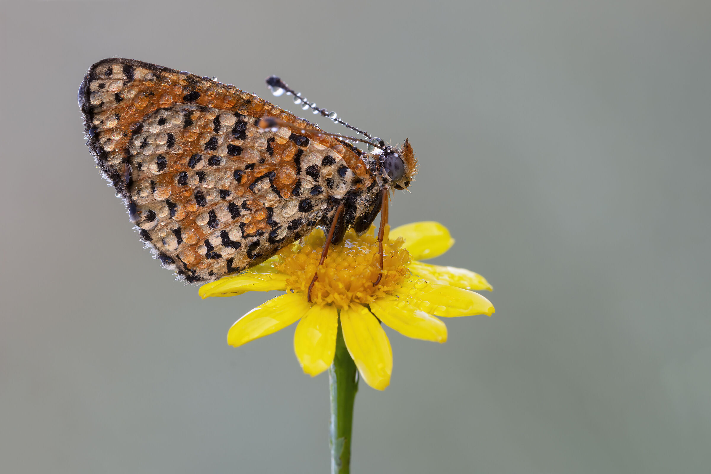Melitaea Dydima