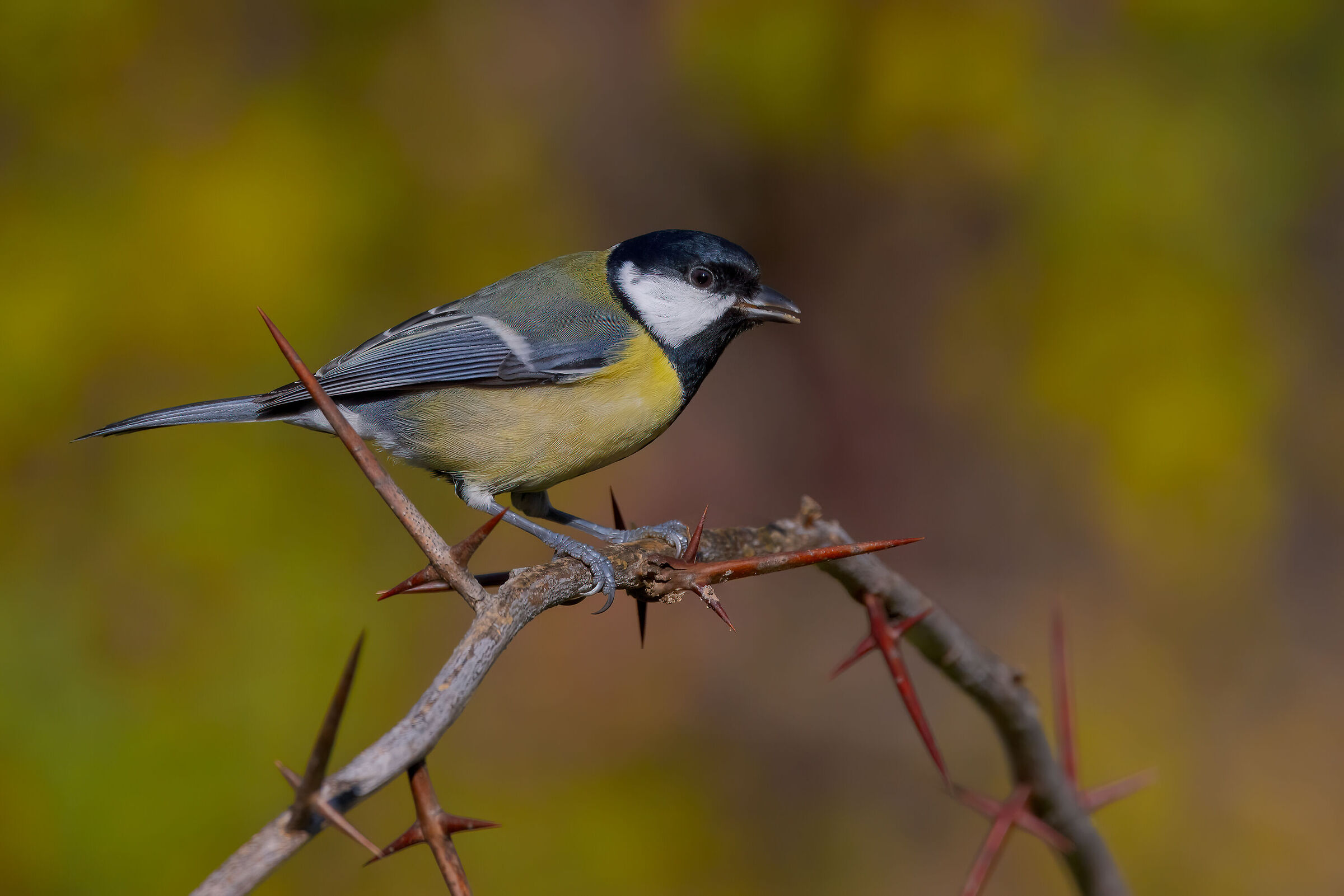 Cinciallegra (Parus major)