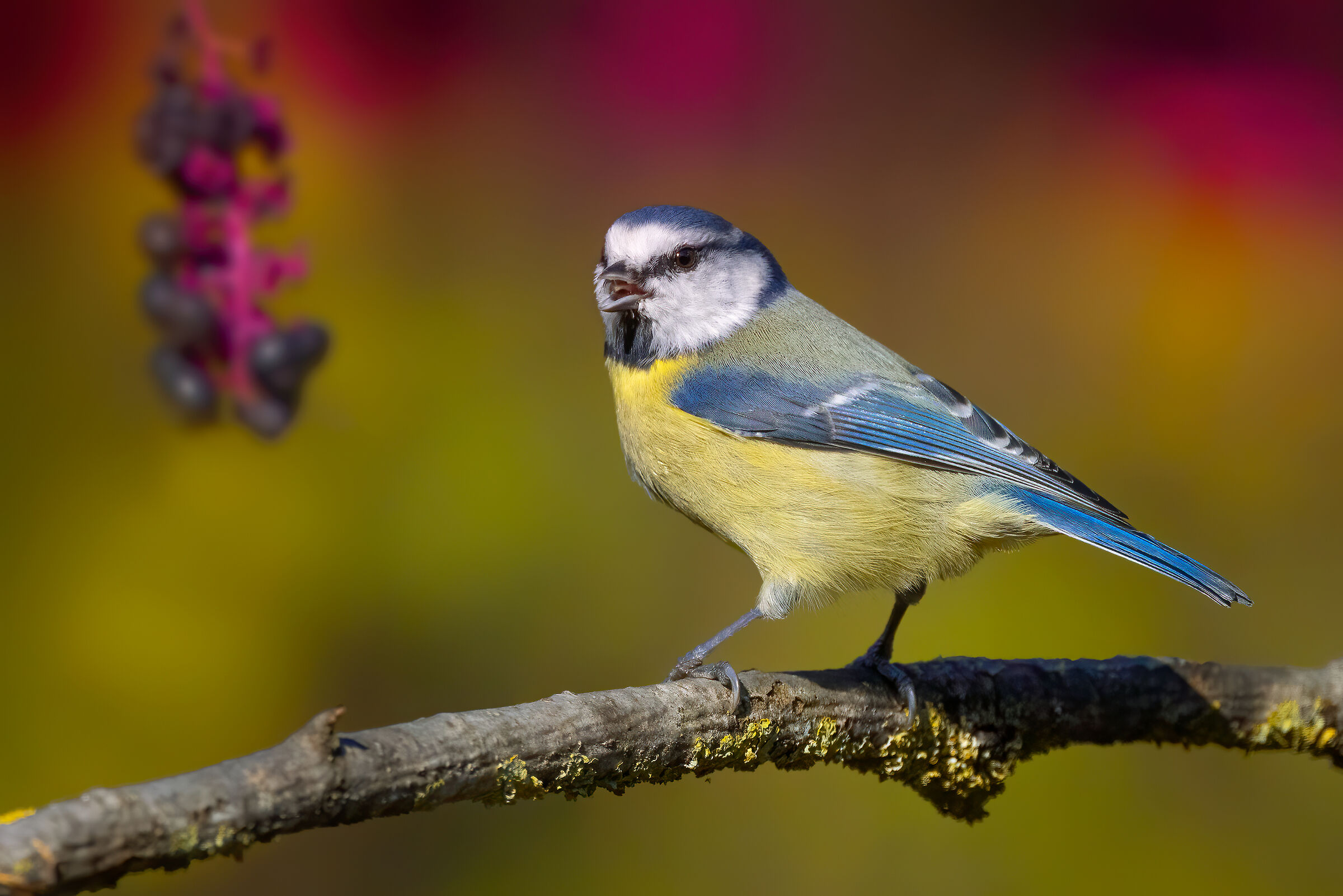 Cinciarella (Cyanistes caeruleus)