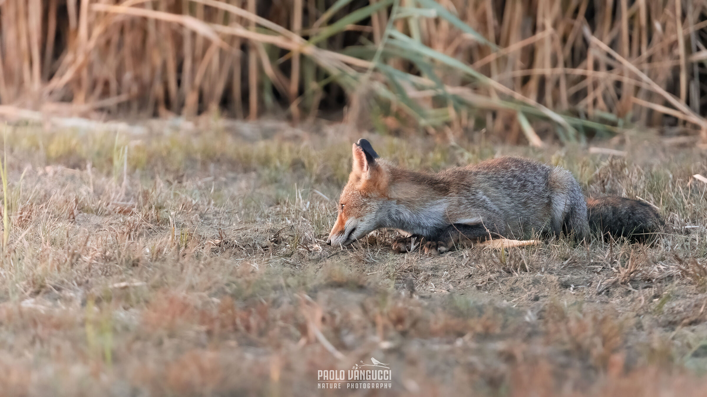 Let's enjoy this sunset (Red fox - Vulpes vulpes)