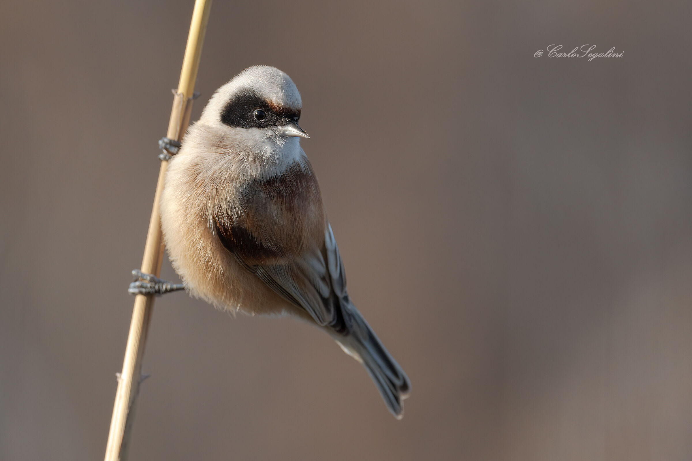 il Birbante mascherato