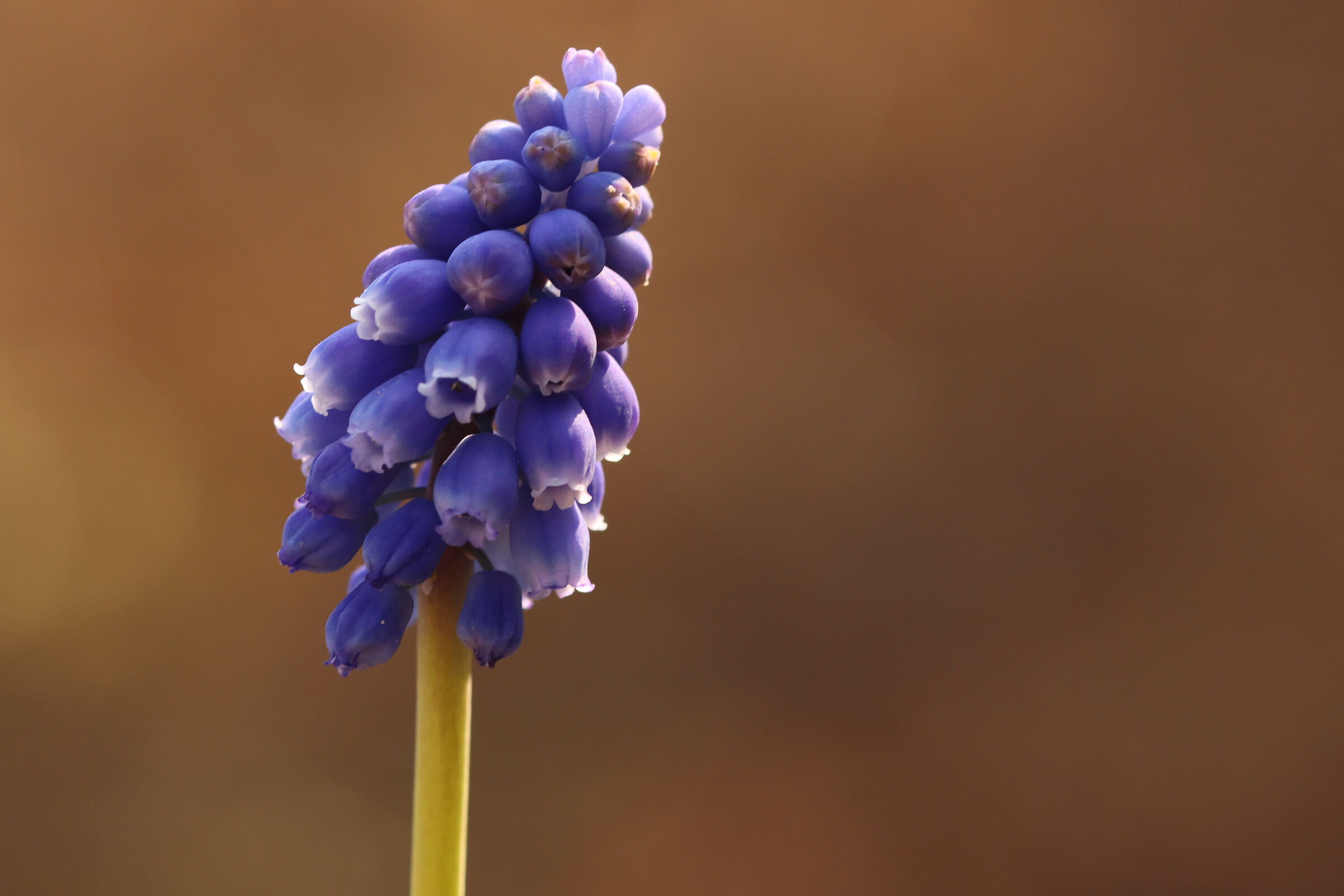 in the woods this summer