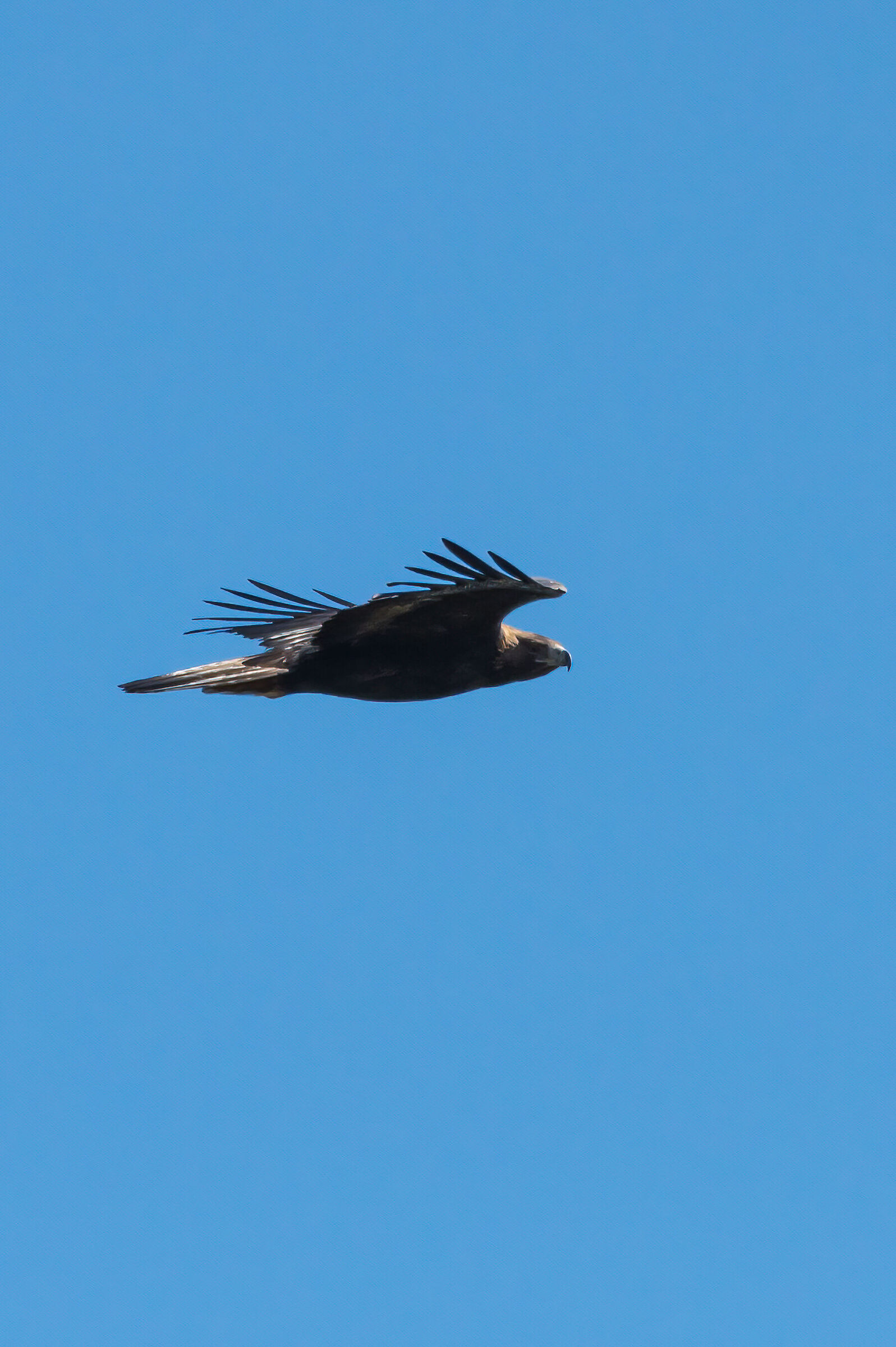 Golden Eagle Sardinia