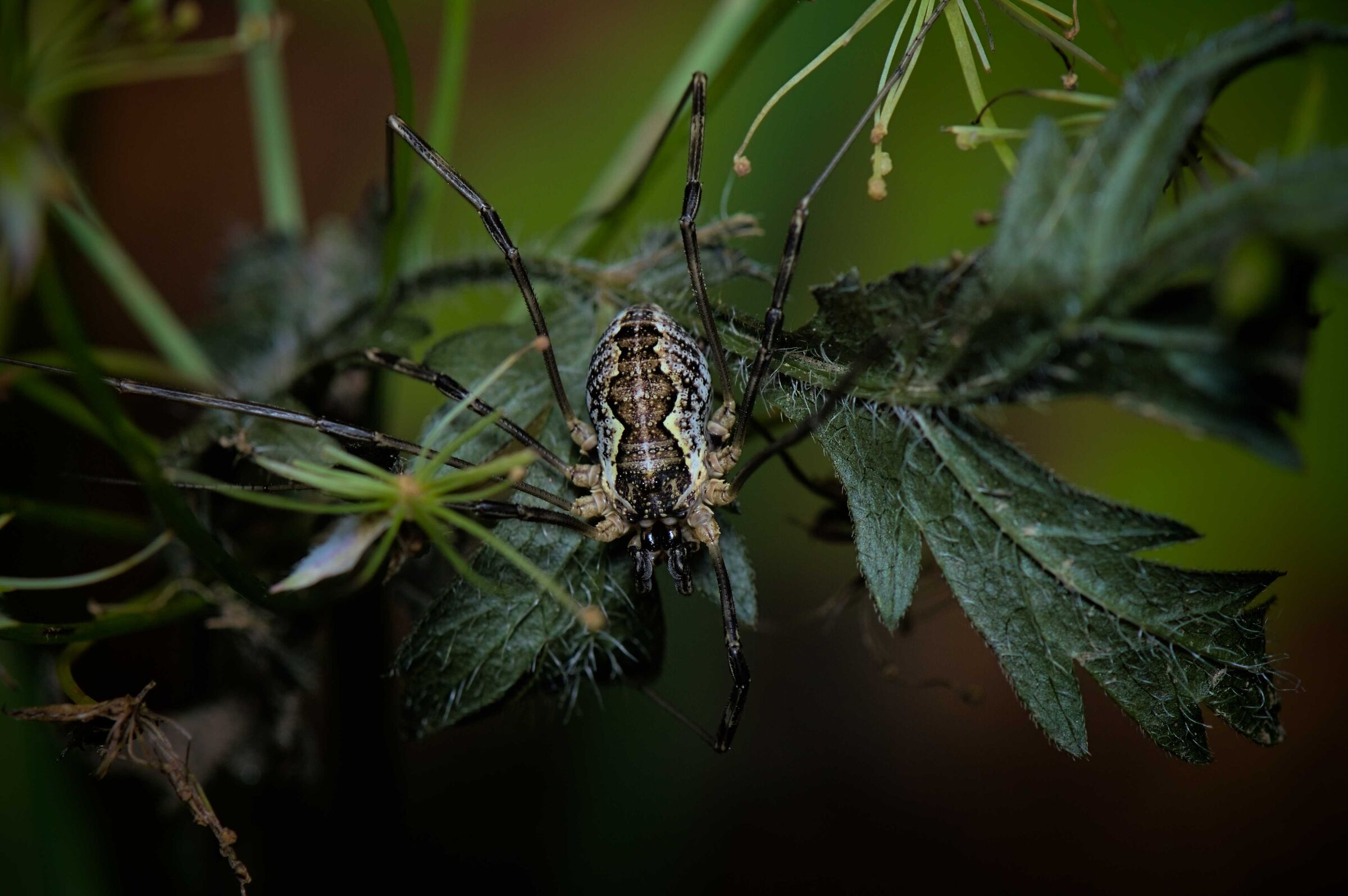 Harvestman