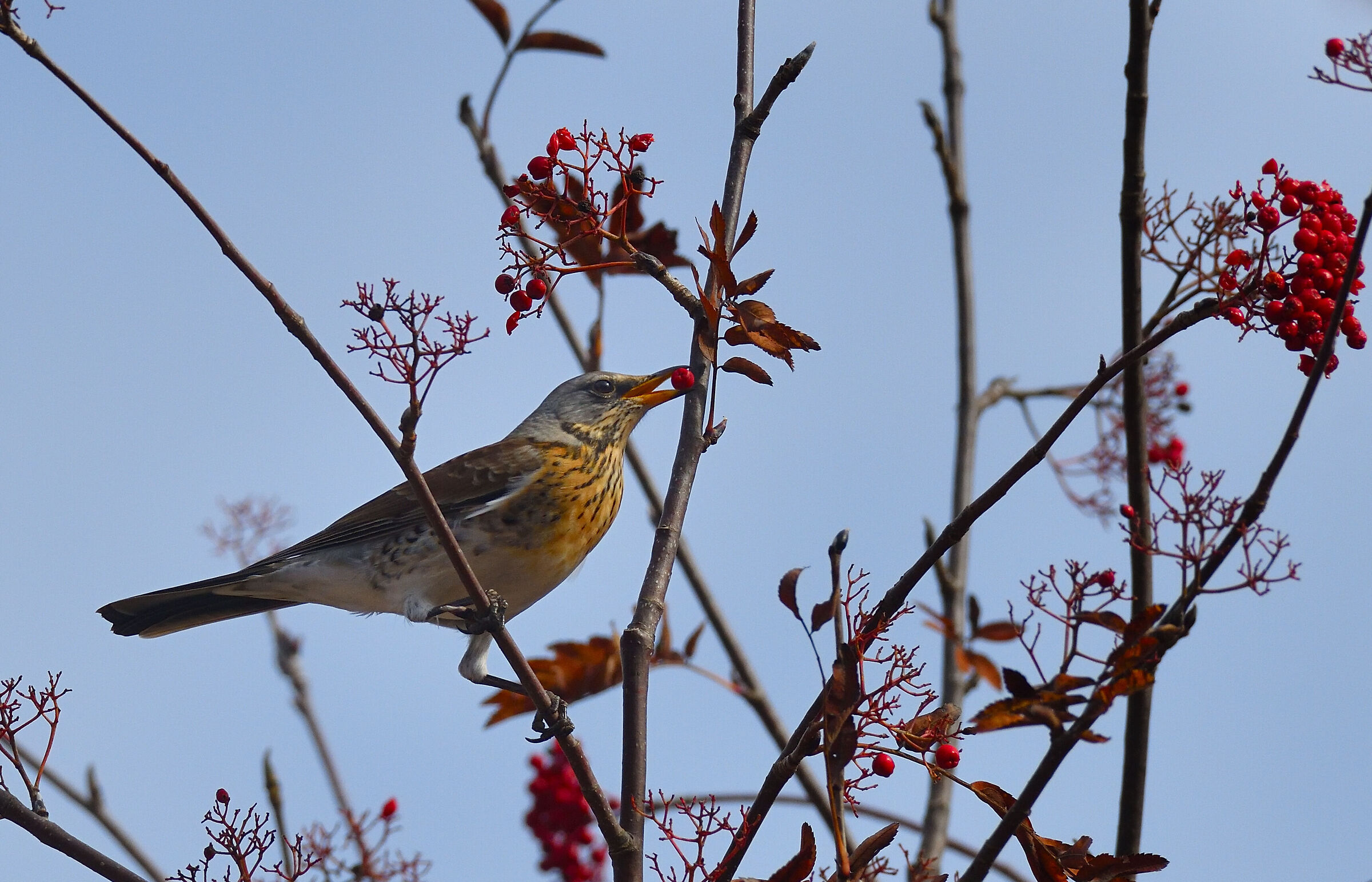 fieldfare... late