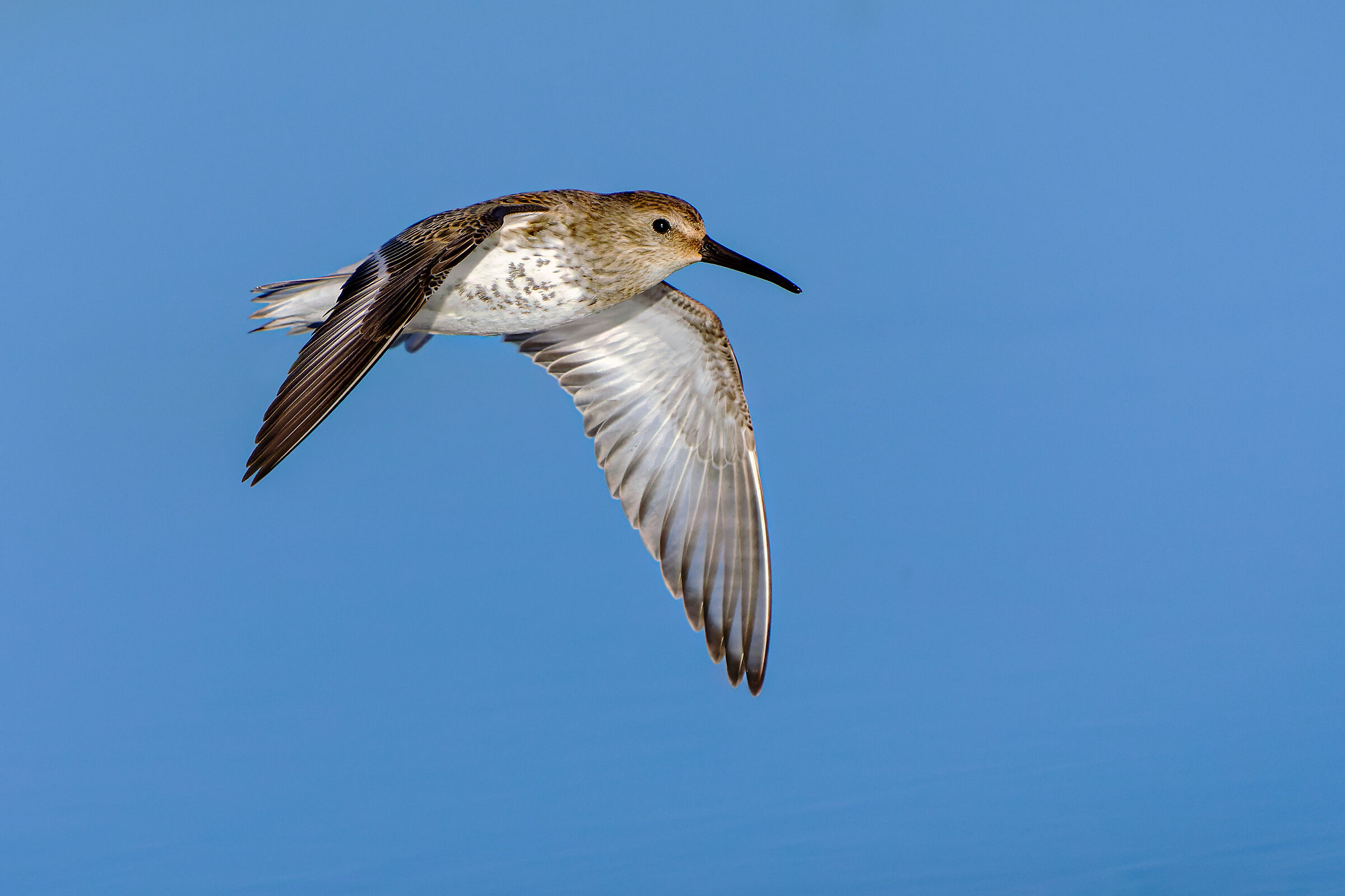 Dunlin