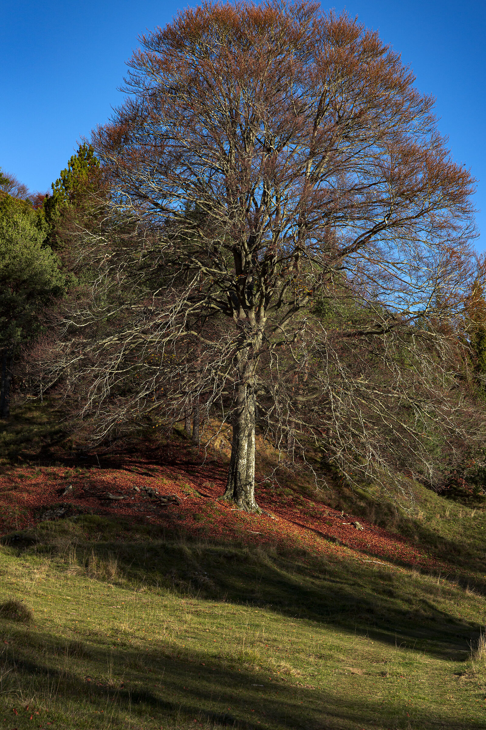 C'era una volta il foliage...