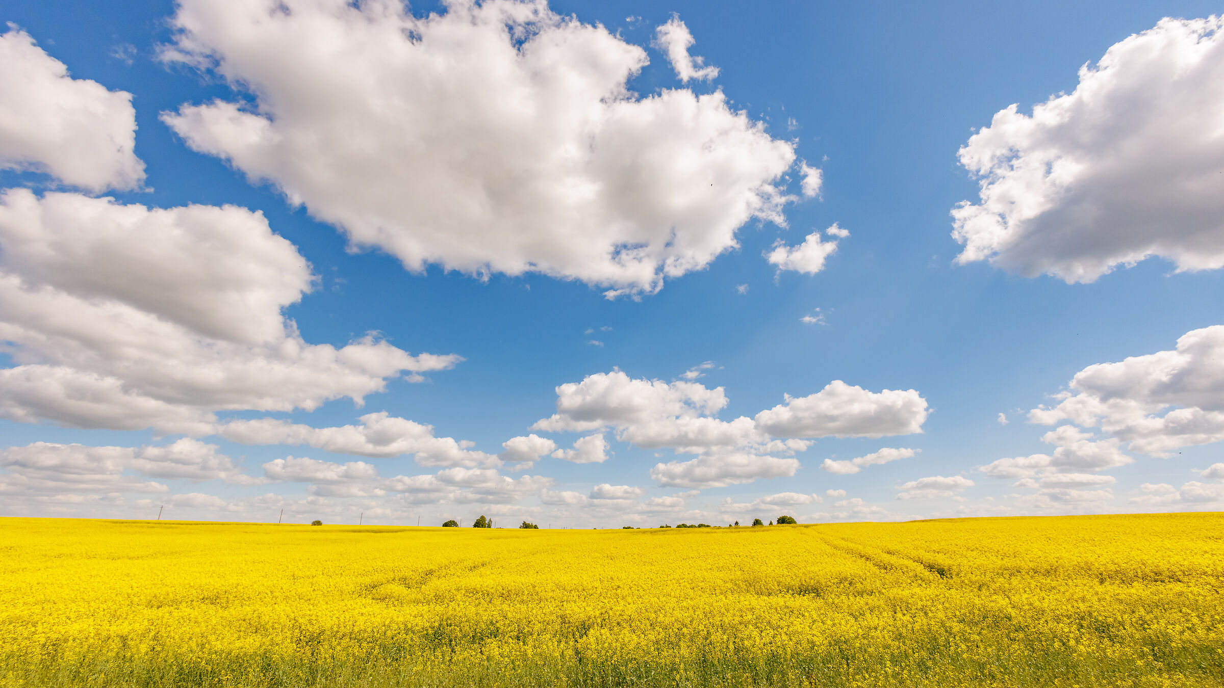 Yellow & Blue