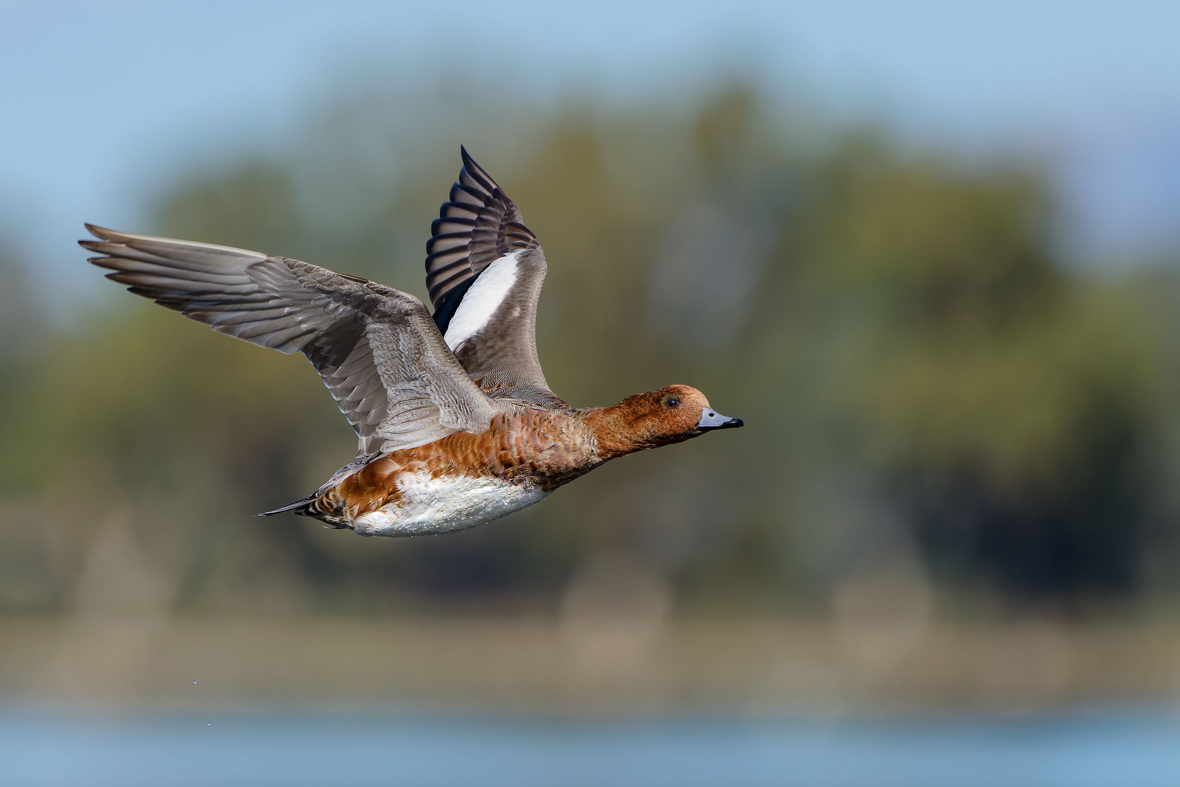 Eurasian wigeon