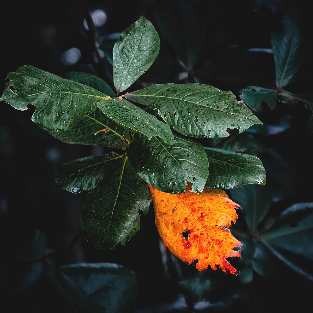 Simply leaves