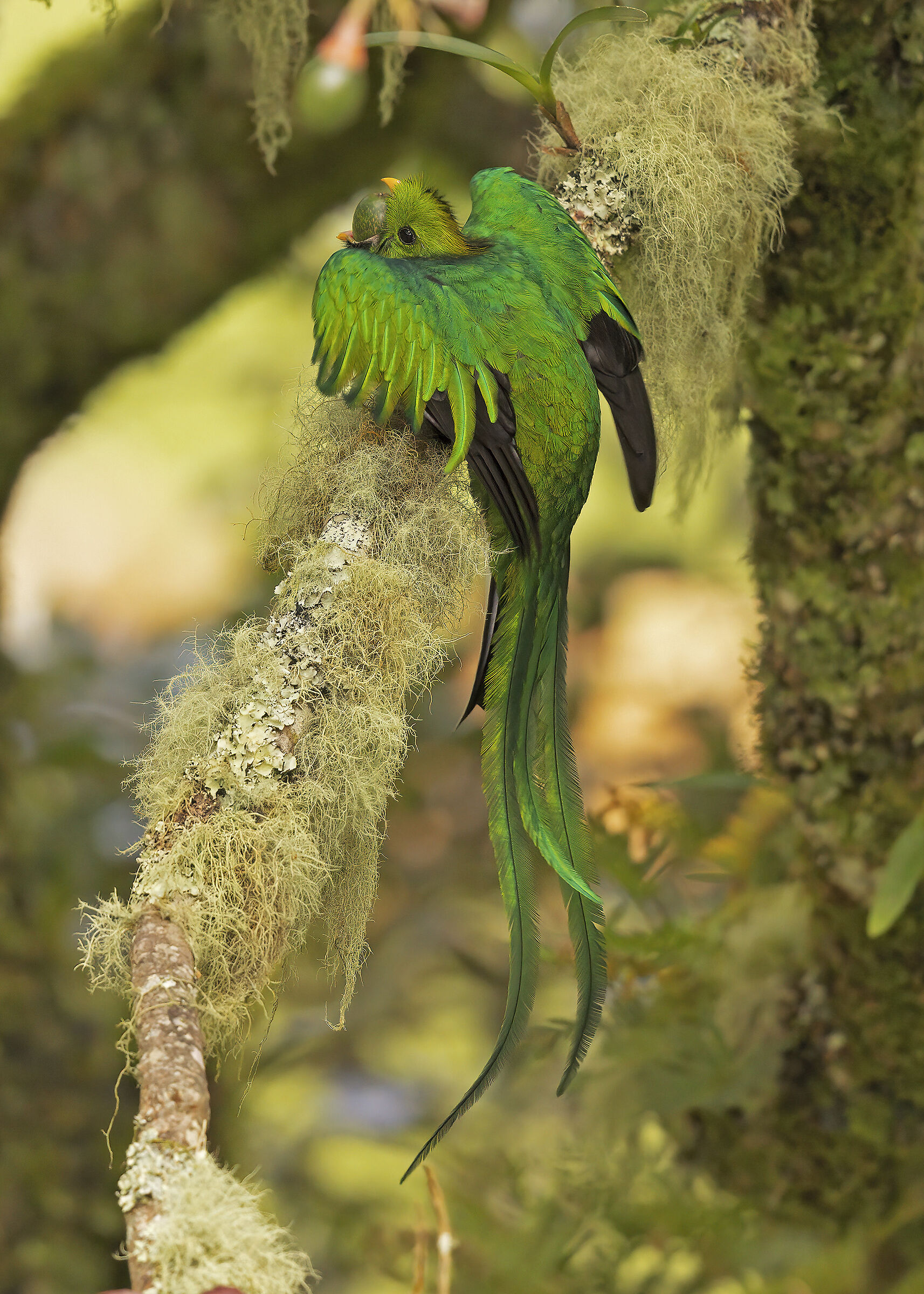 A fruit too big for quetzal
