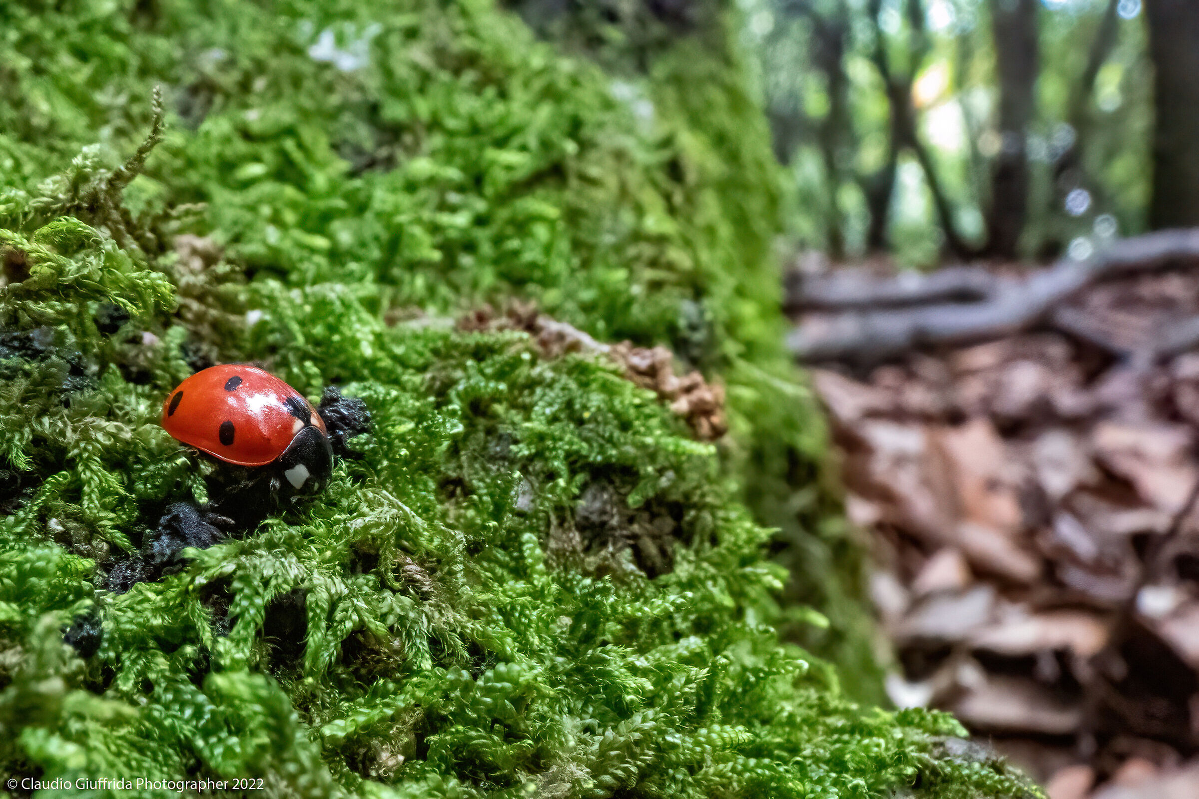 Walking in the woods