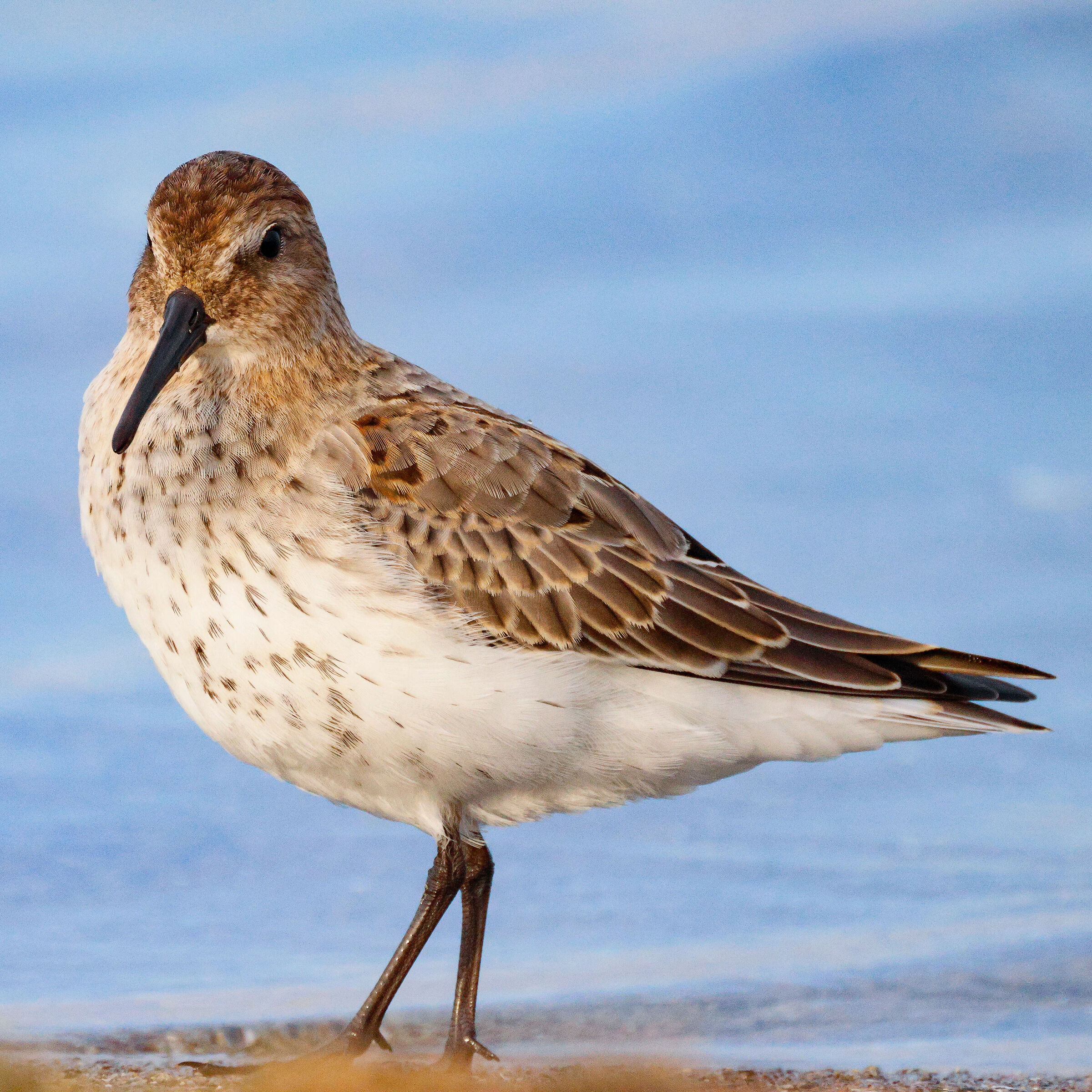 Dunlin
