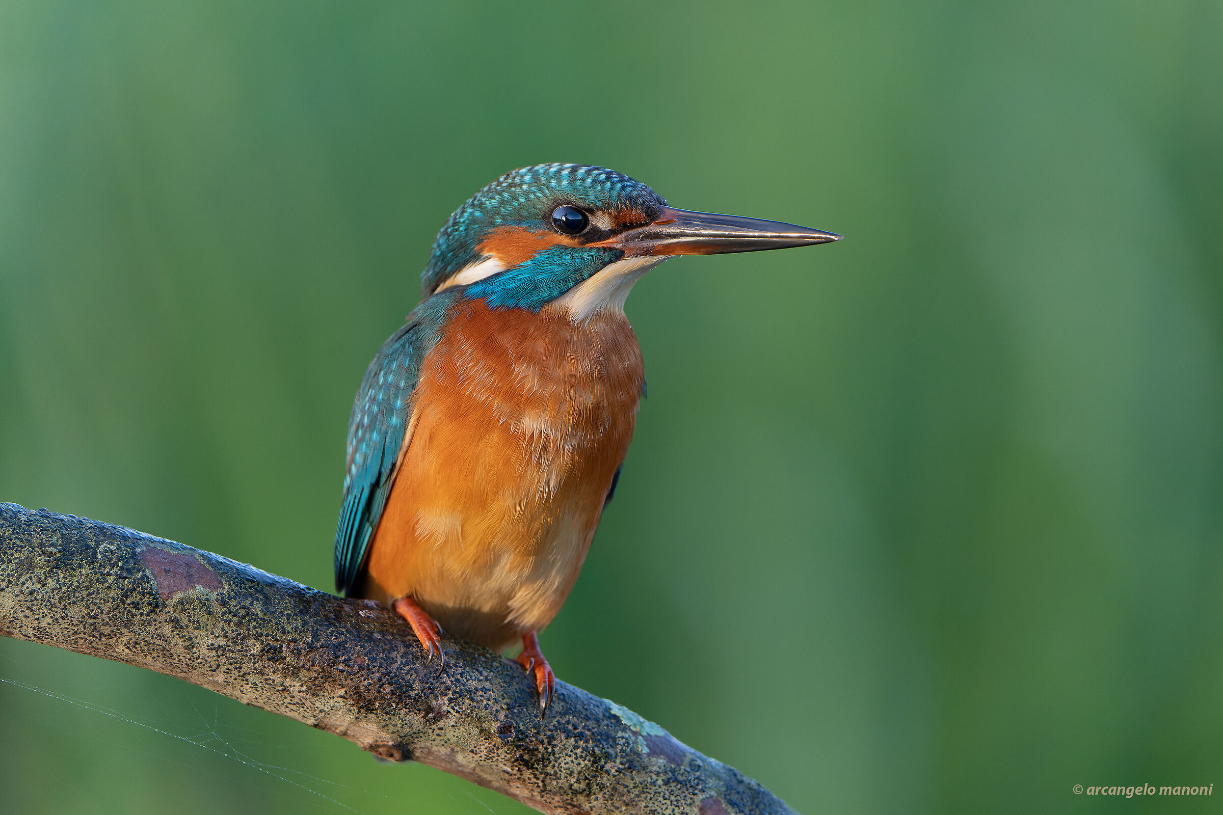 A martin in November