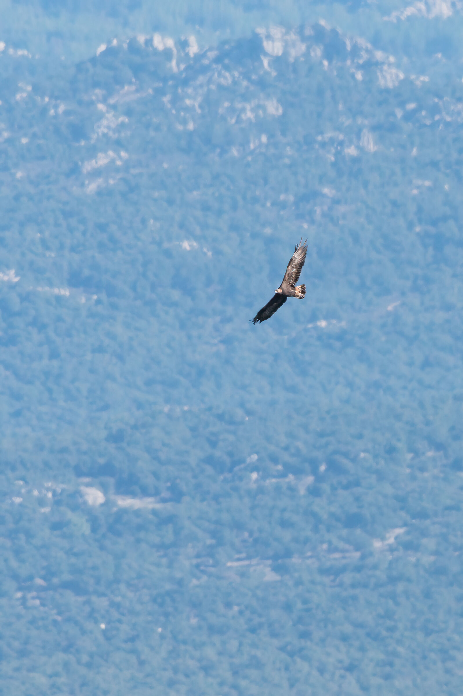 Golden Eagle Sardinia