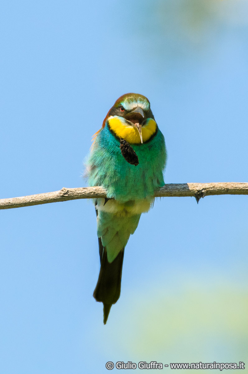 Bee-eater