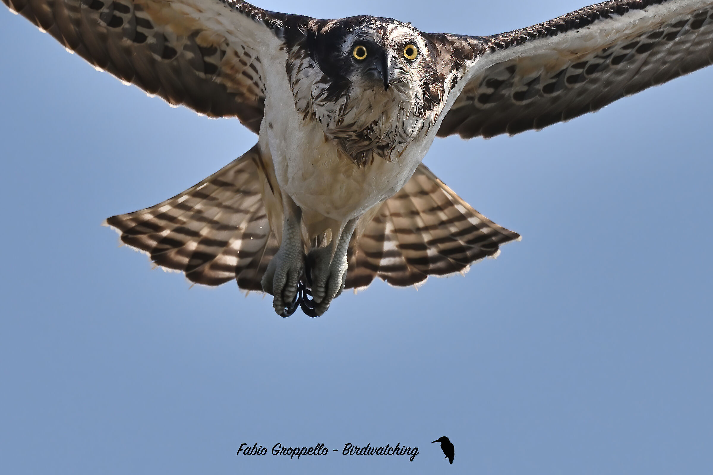 Falco Pescatore primo piano