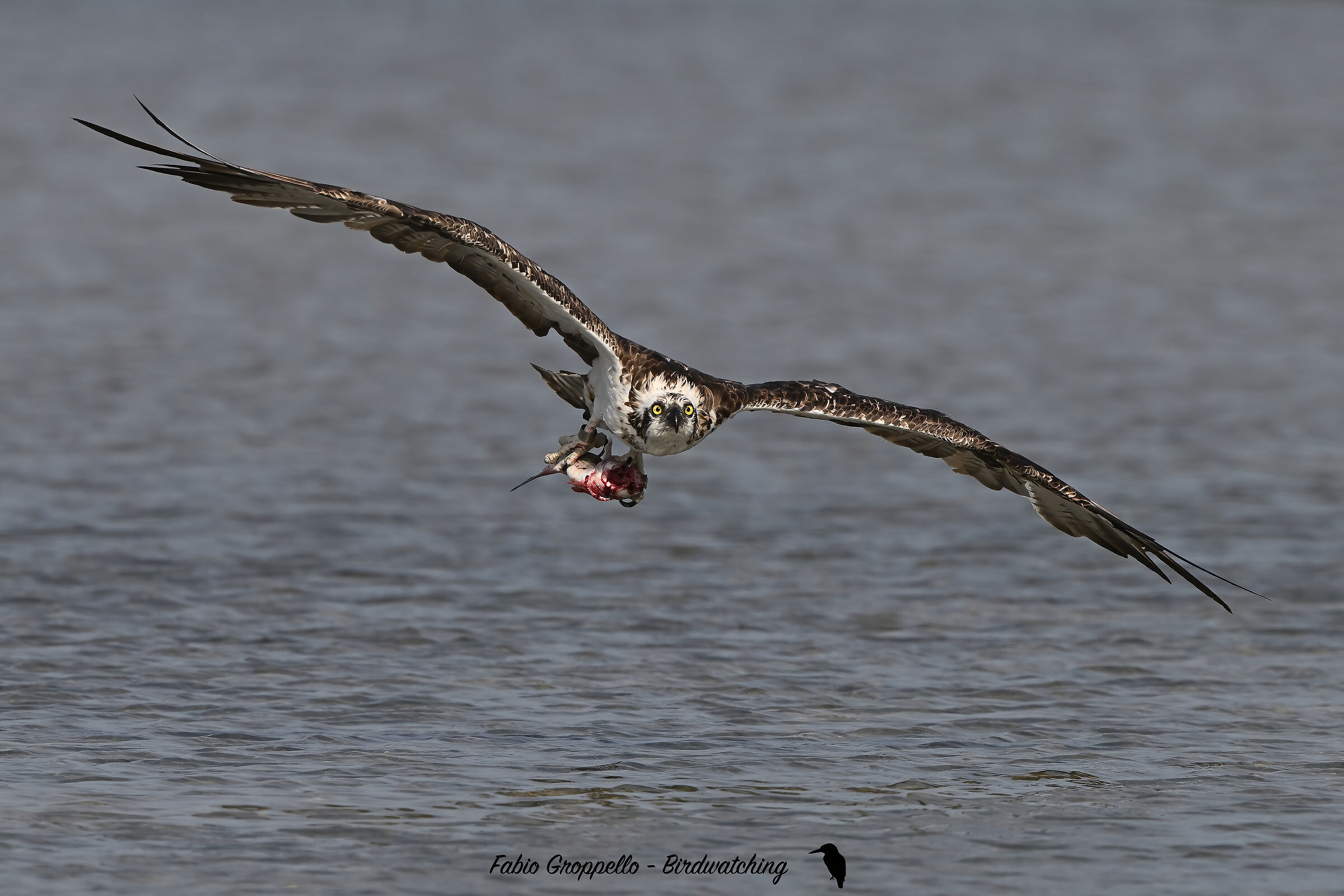 Falco Pescatore con Preda