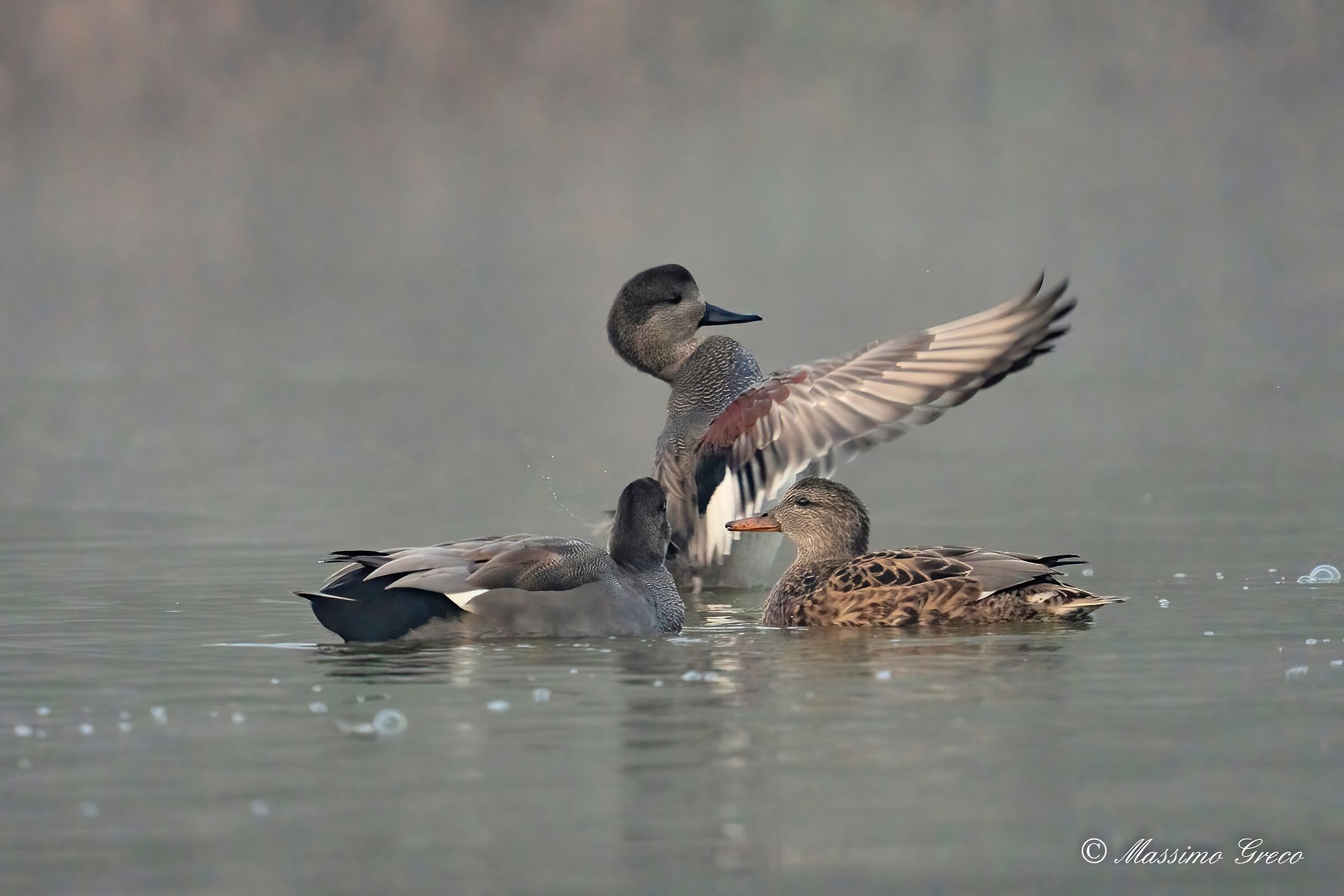 Canapiglie in the fog