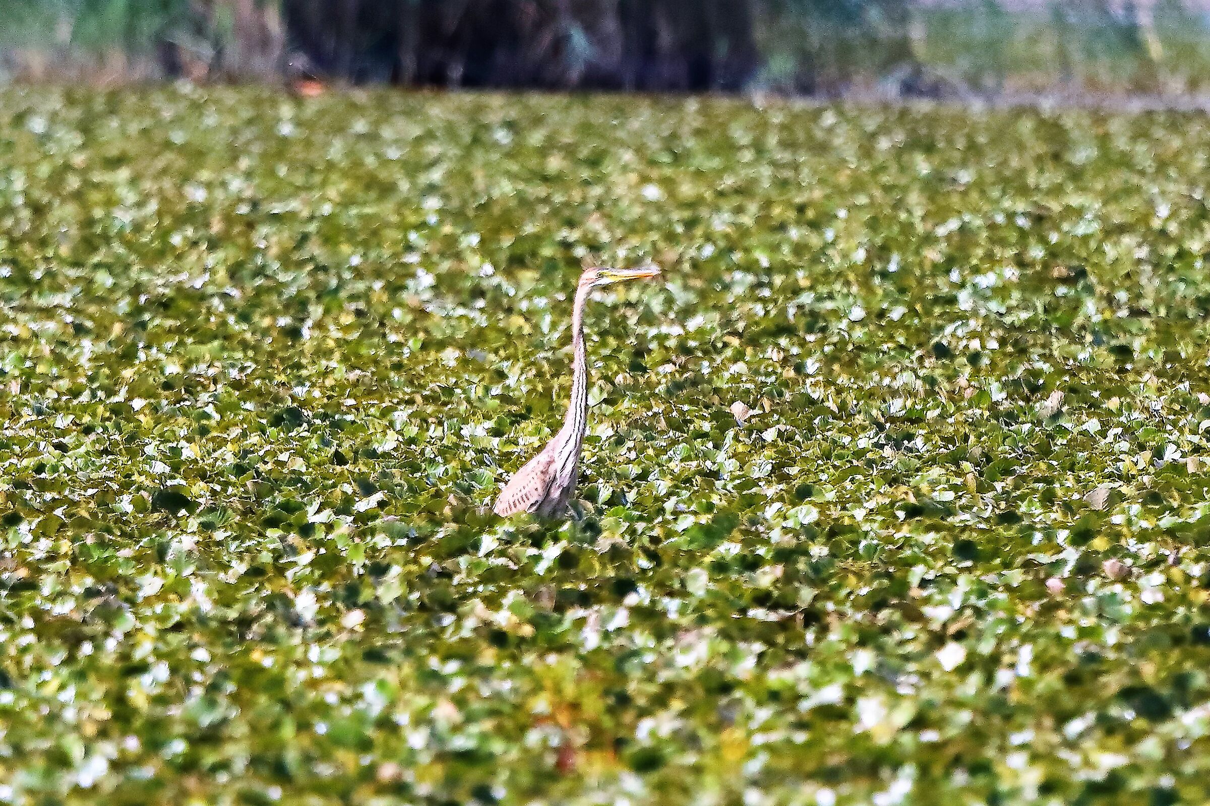 airone rosso 19-08-2022