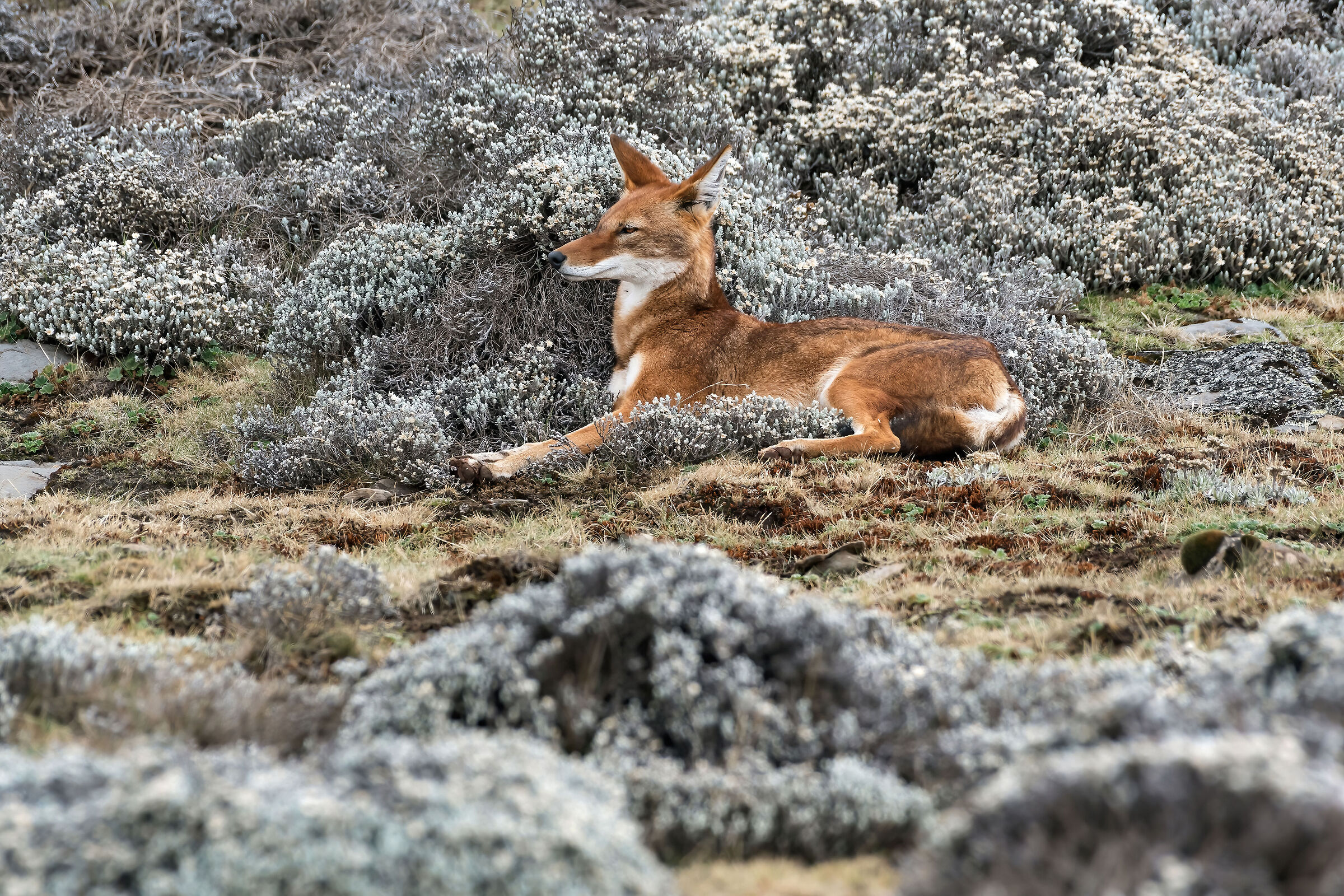 Lupo etiope (Canis simiensis), Simien Wolf