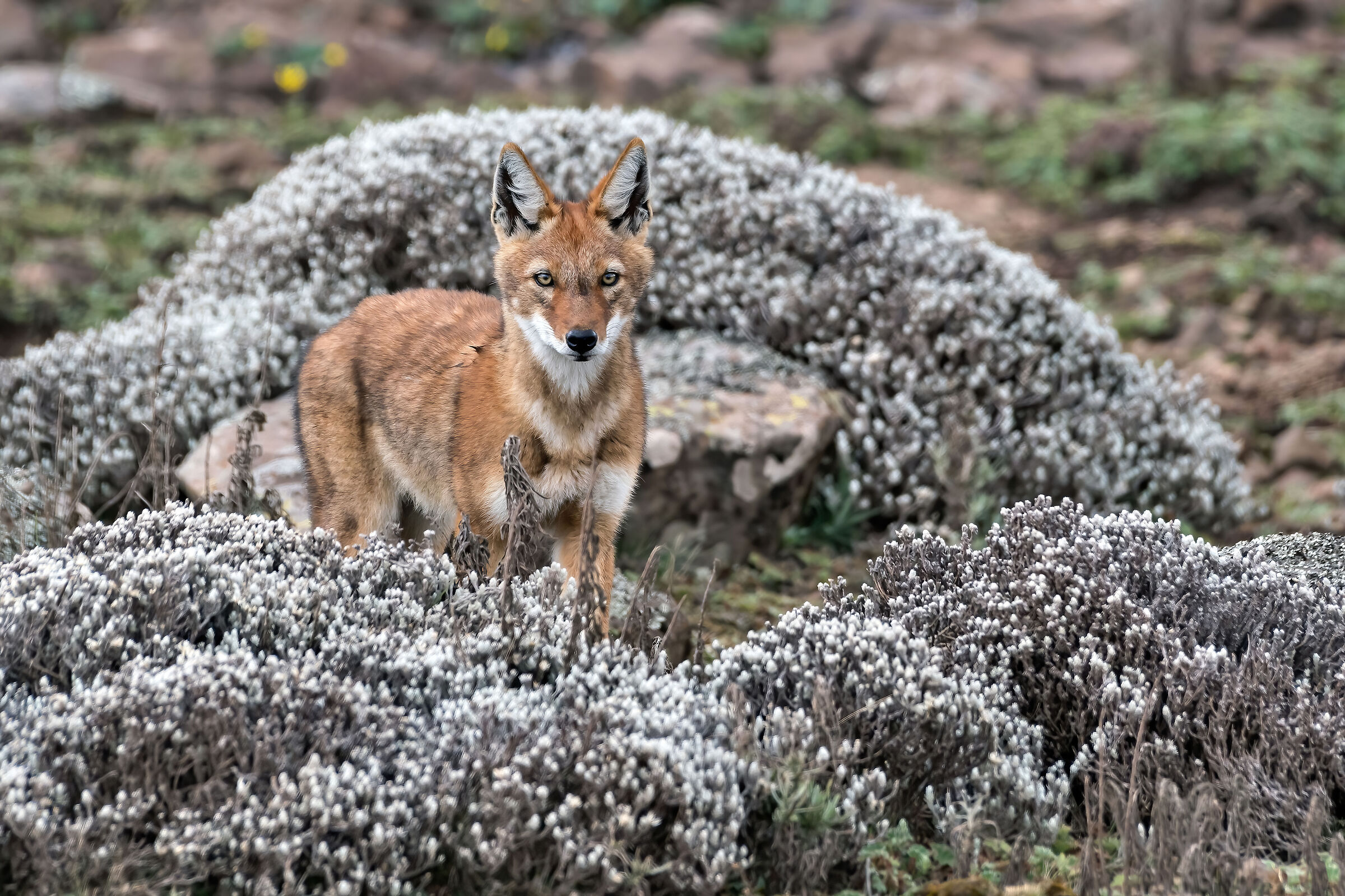 Lupo etiope (Canis simiensis), Simien Wolf
