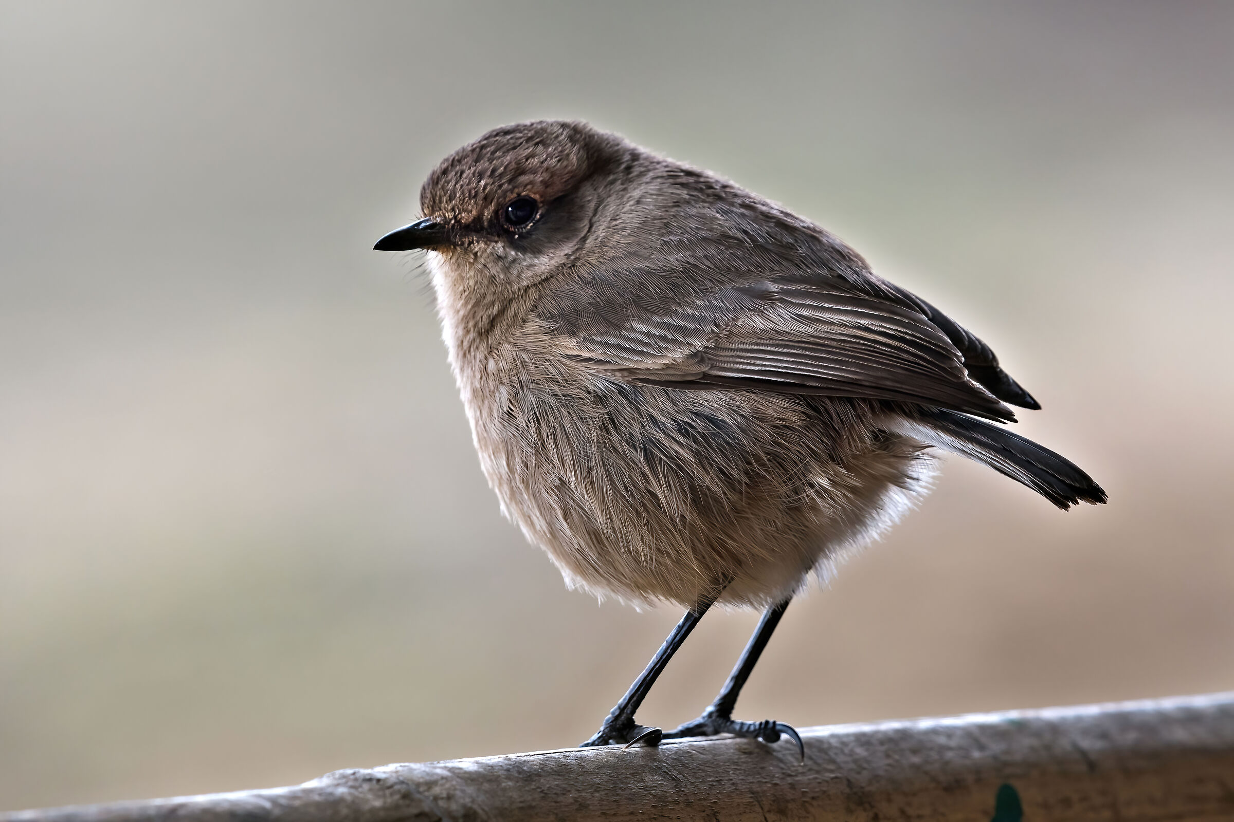 Moorland chat (Cercomela sordida)