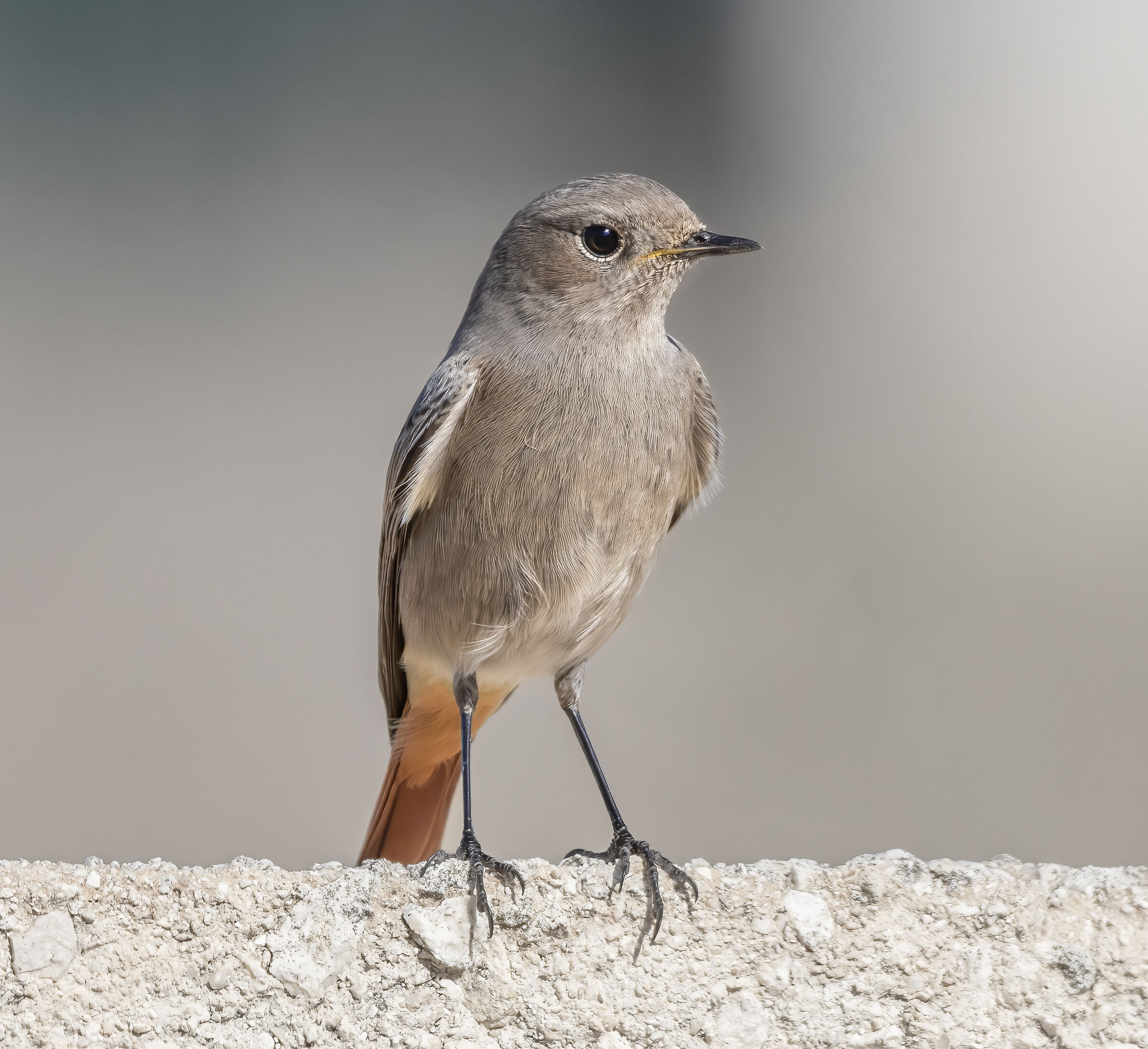 Curious redstart