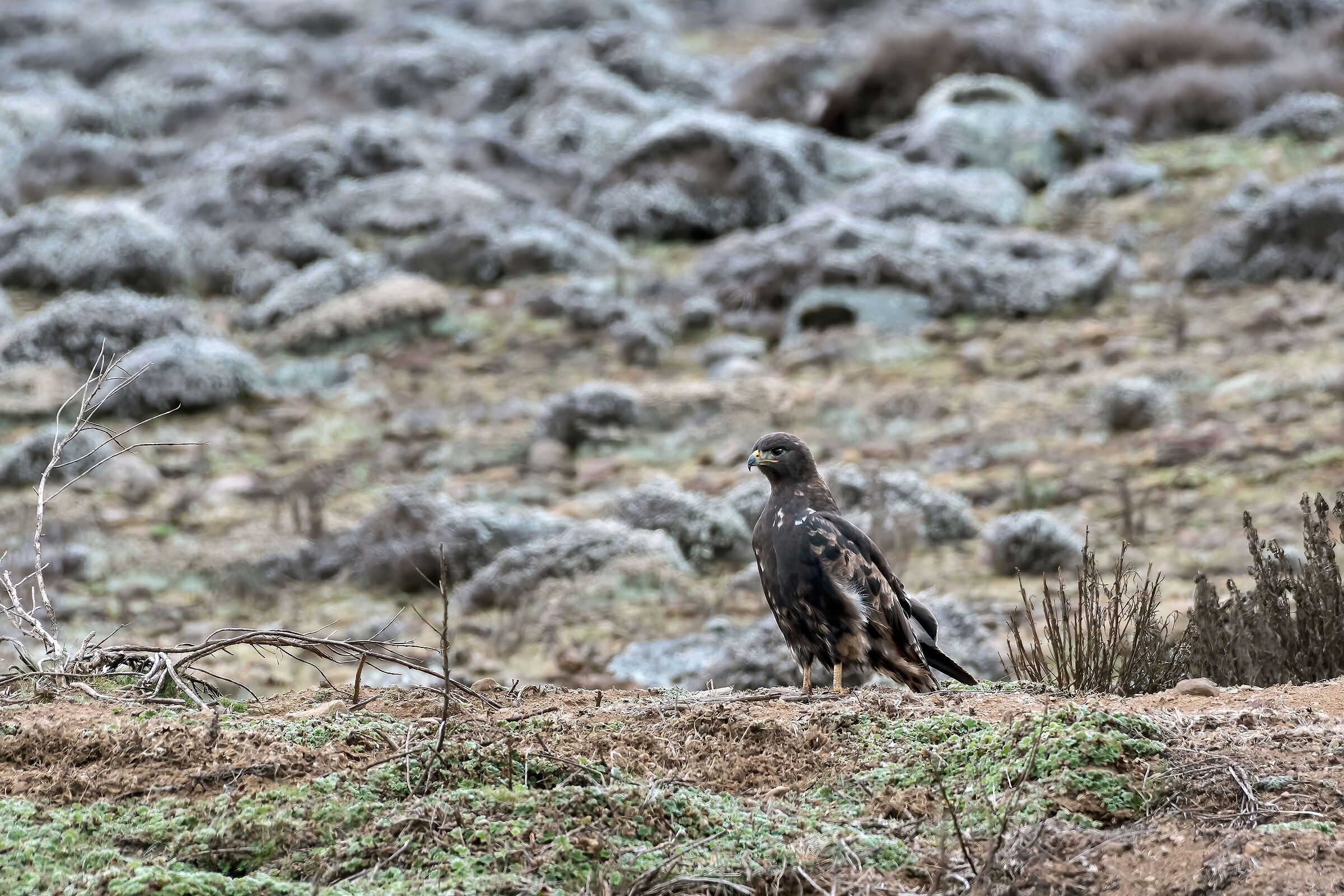 Aquila di Verreaux (Aquila verreauxii)