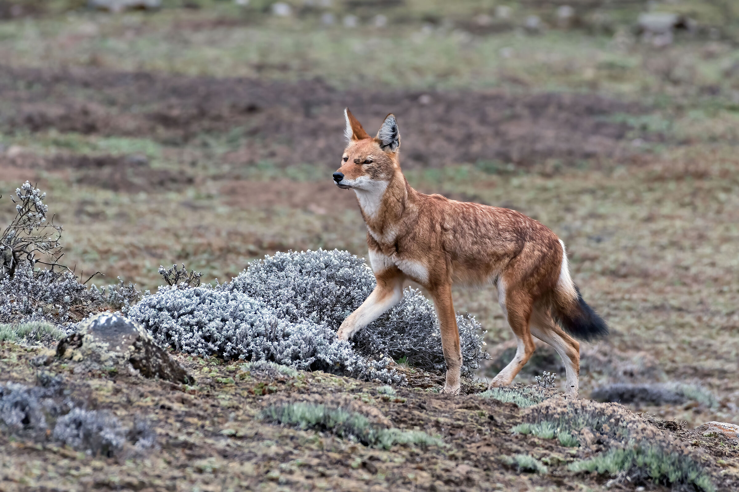 Lupo etiope (Canis simiensis), Simien Wolf