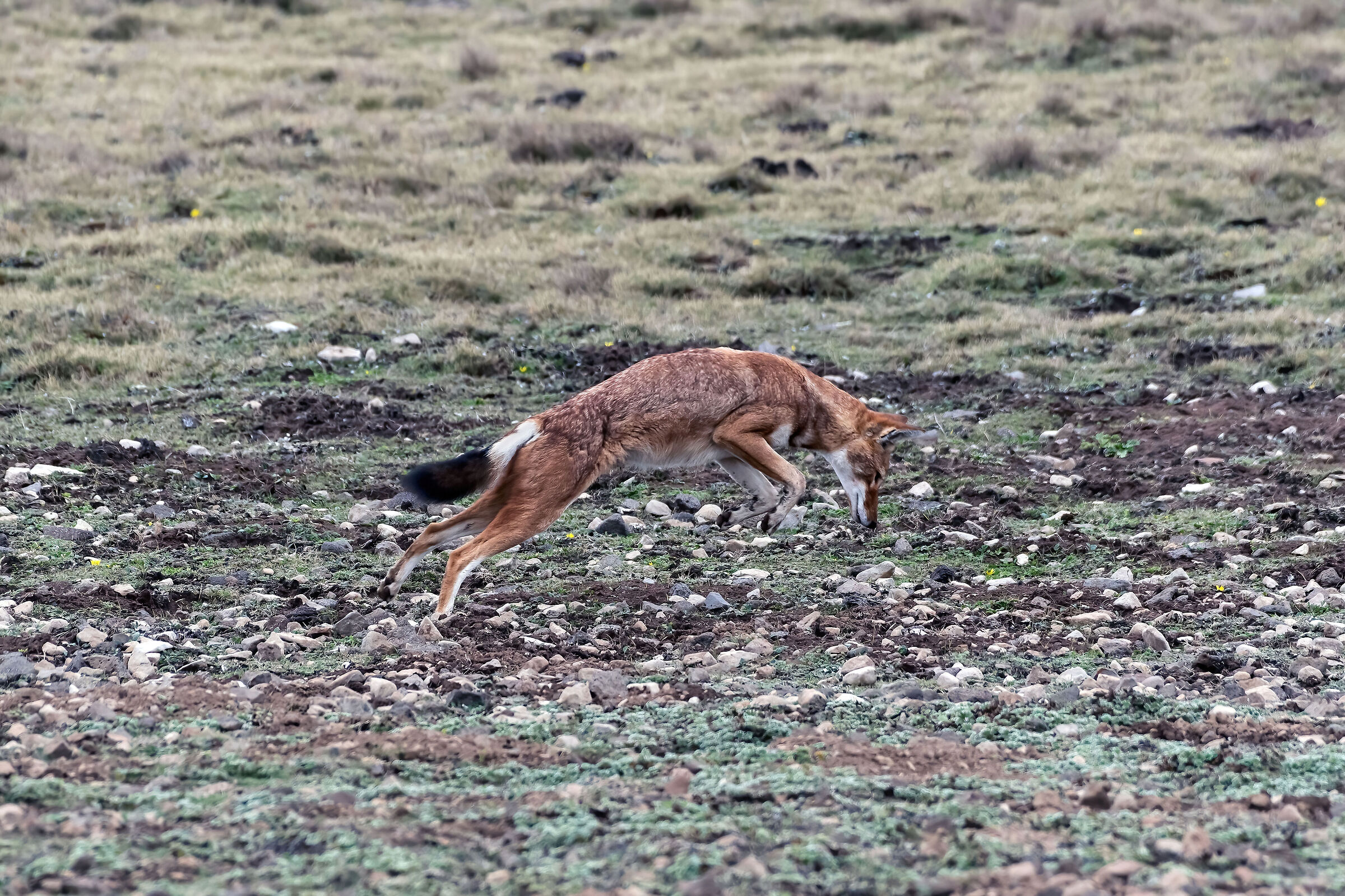 Lupo etiope (Canis simiensis), Simien Wolf