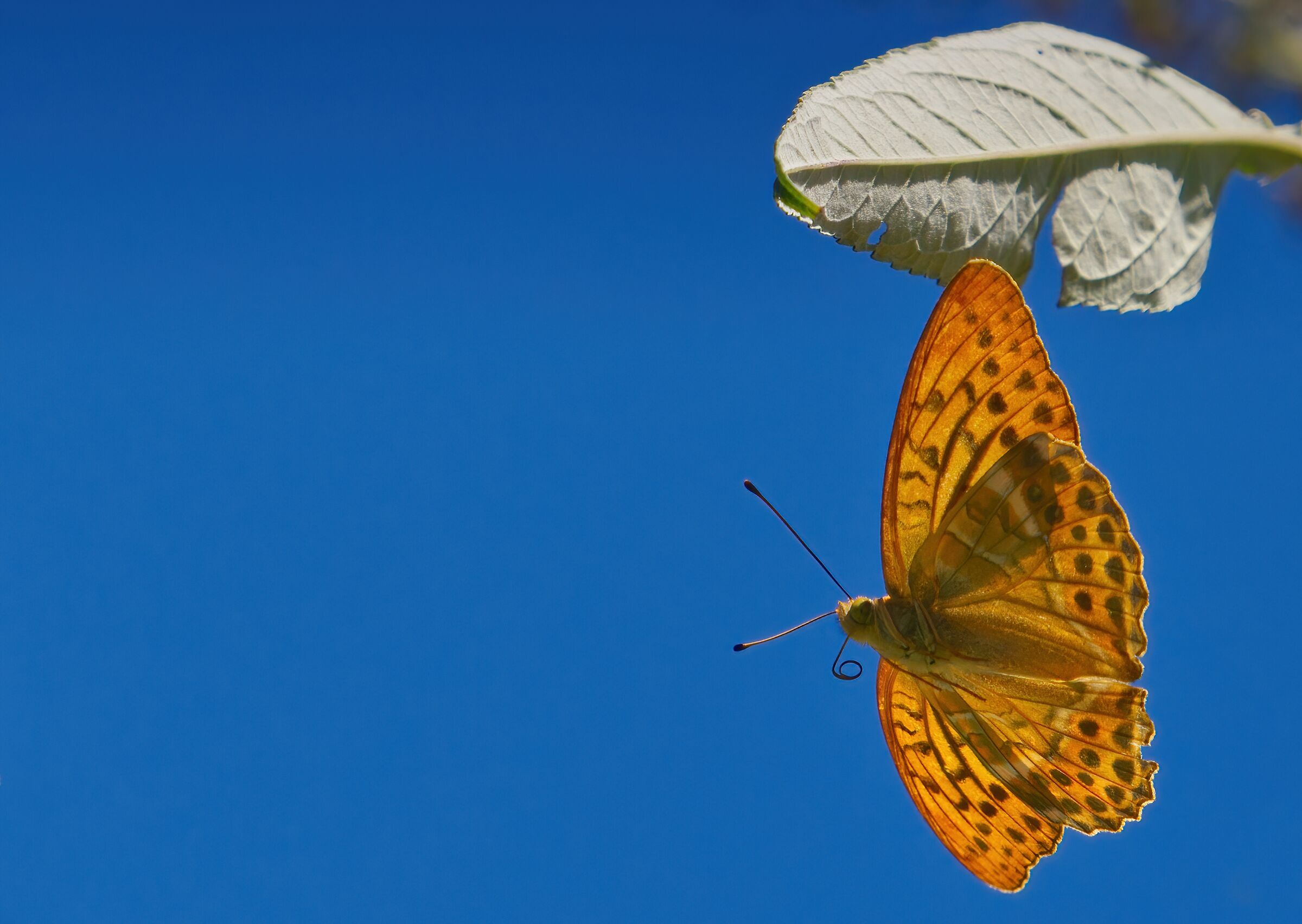 Ad ali aperte nel blu