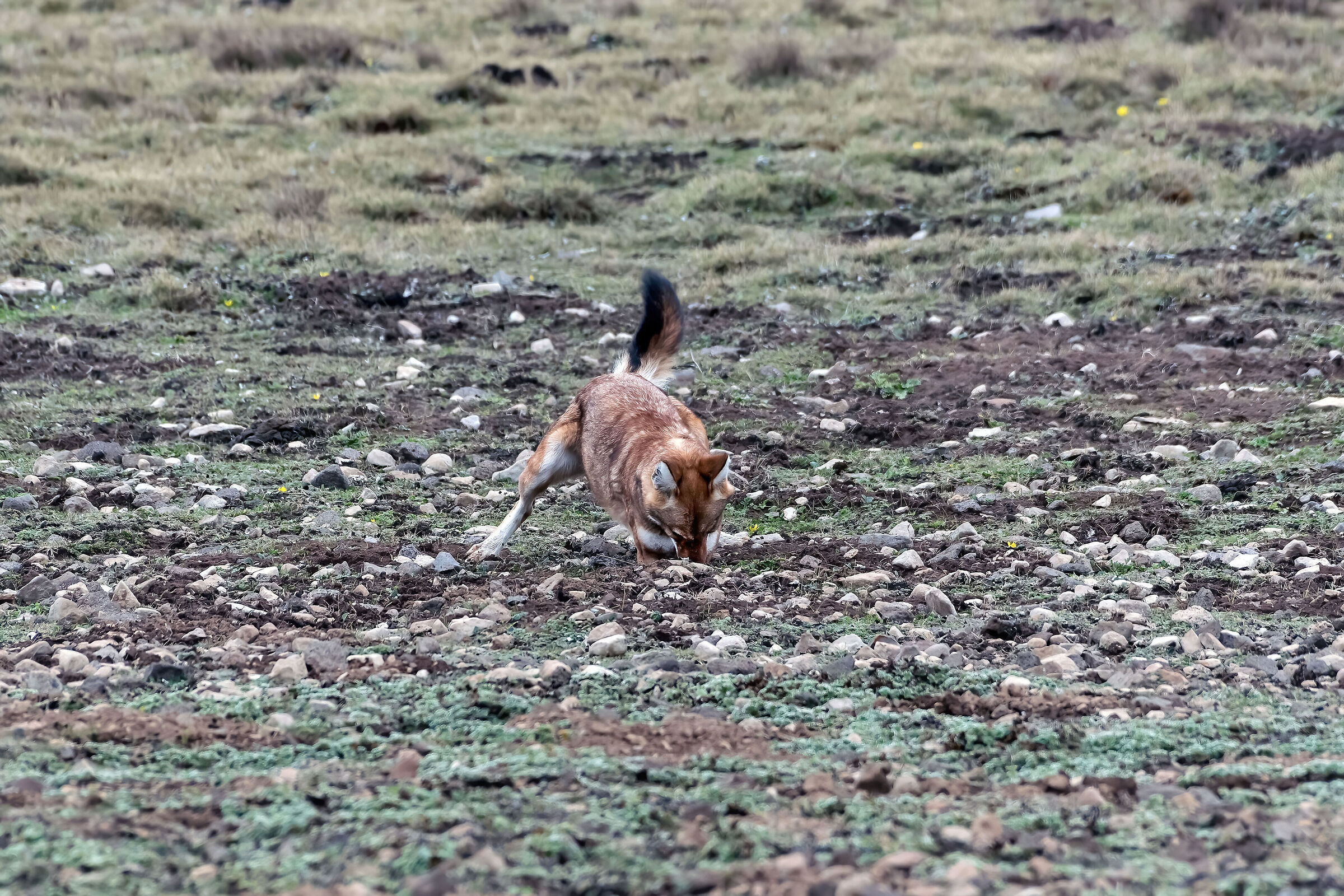 Lupo etiope (Canis simiensis), Simien Wolf
