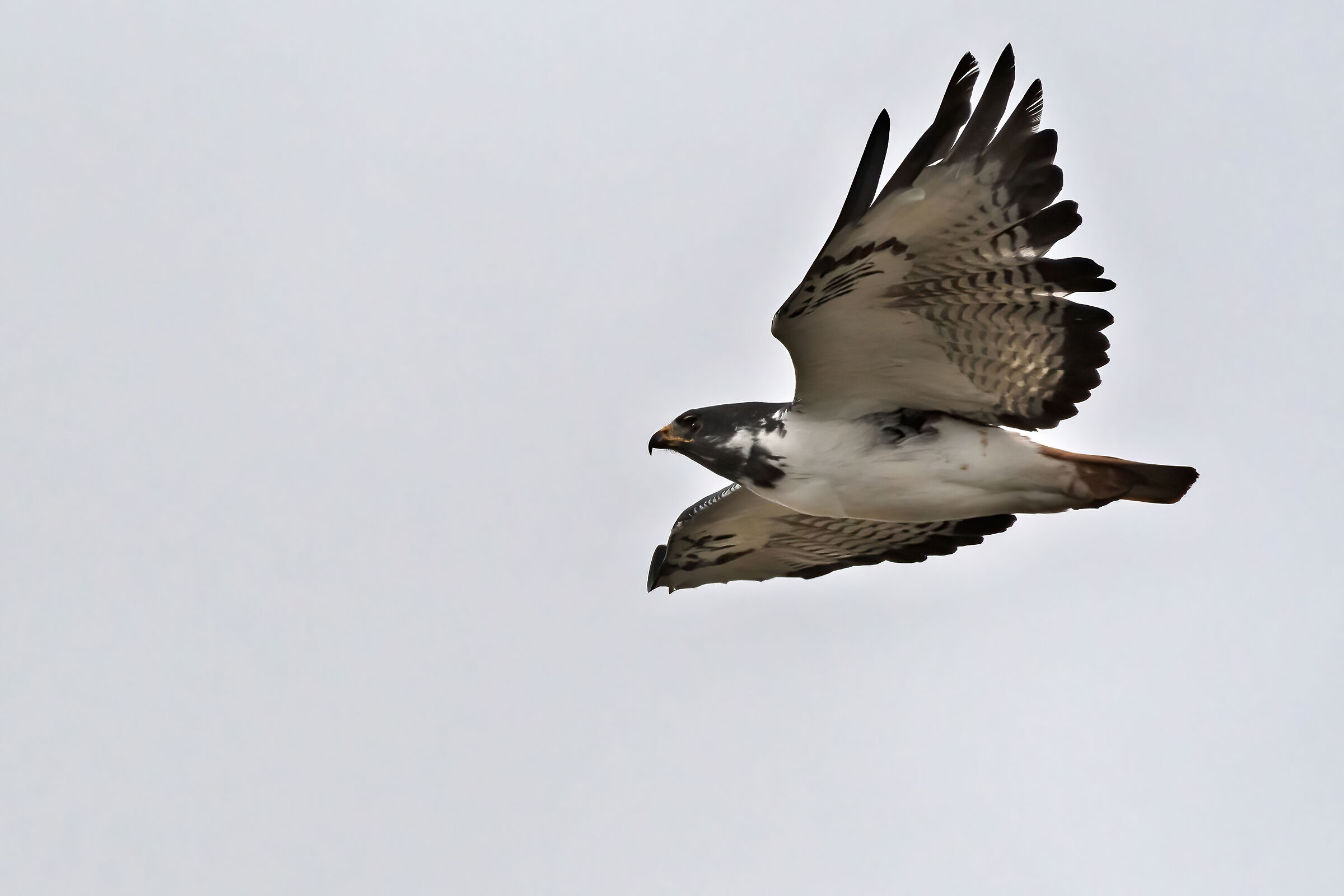 Poiana augure (Buteo augur), Augur Buzzard