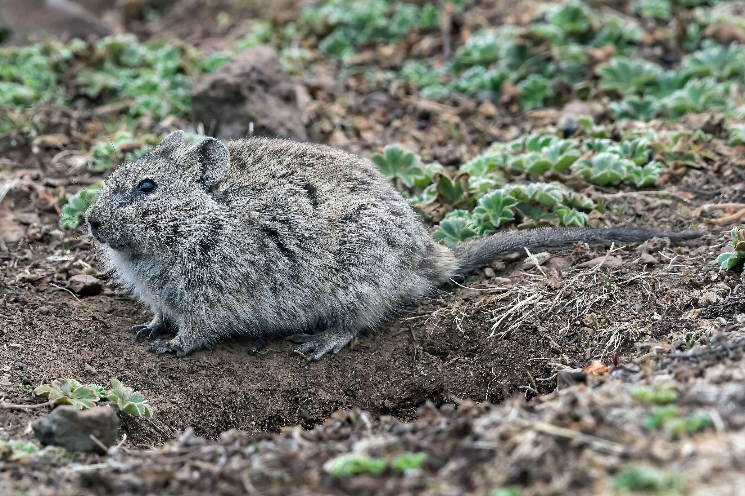 Arvicola dei prati (Arvicanthis blicki)
