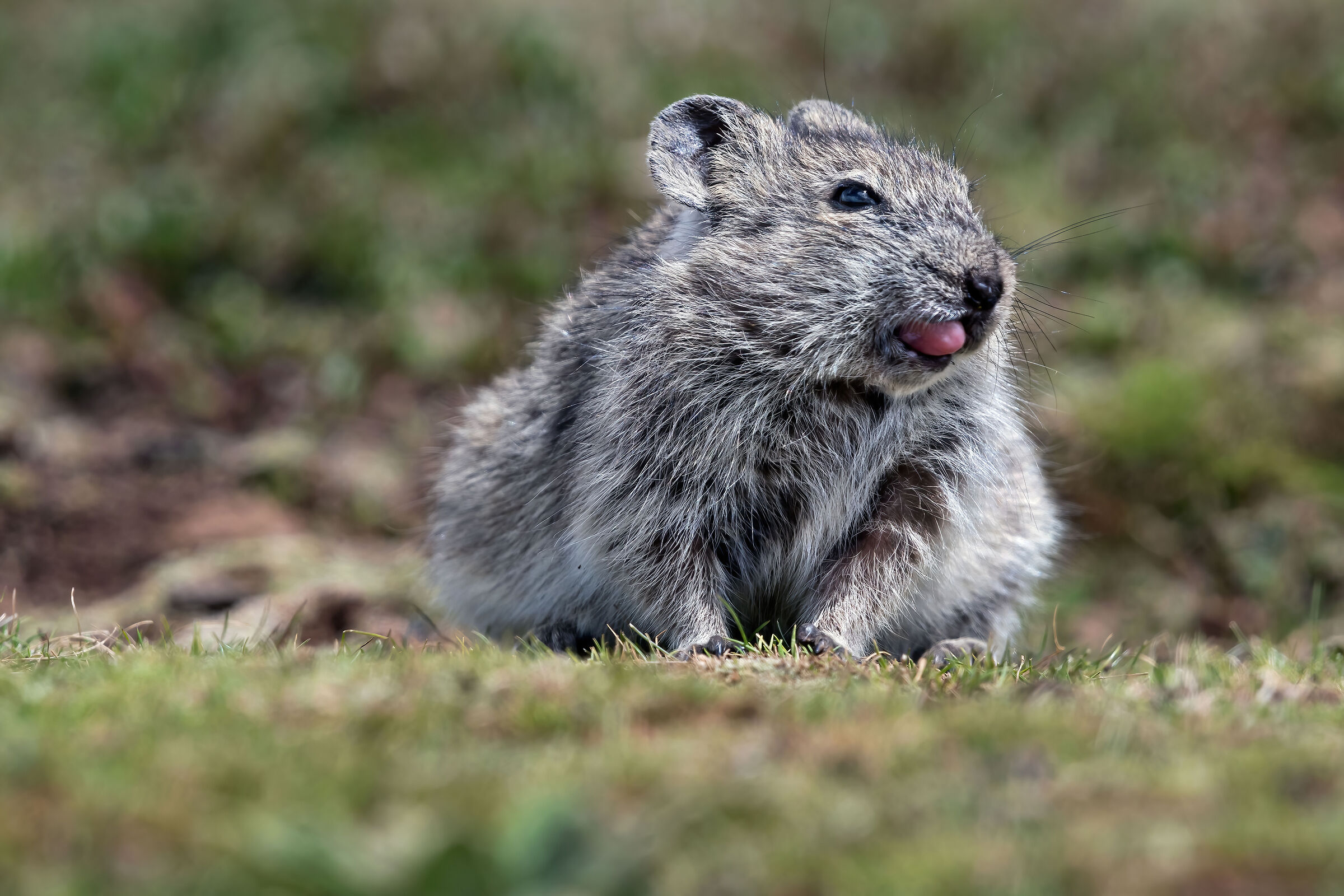 Arvicola dei prati (Arvicanthis blicki)