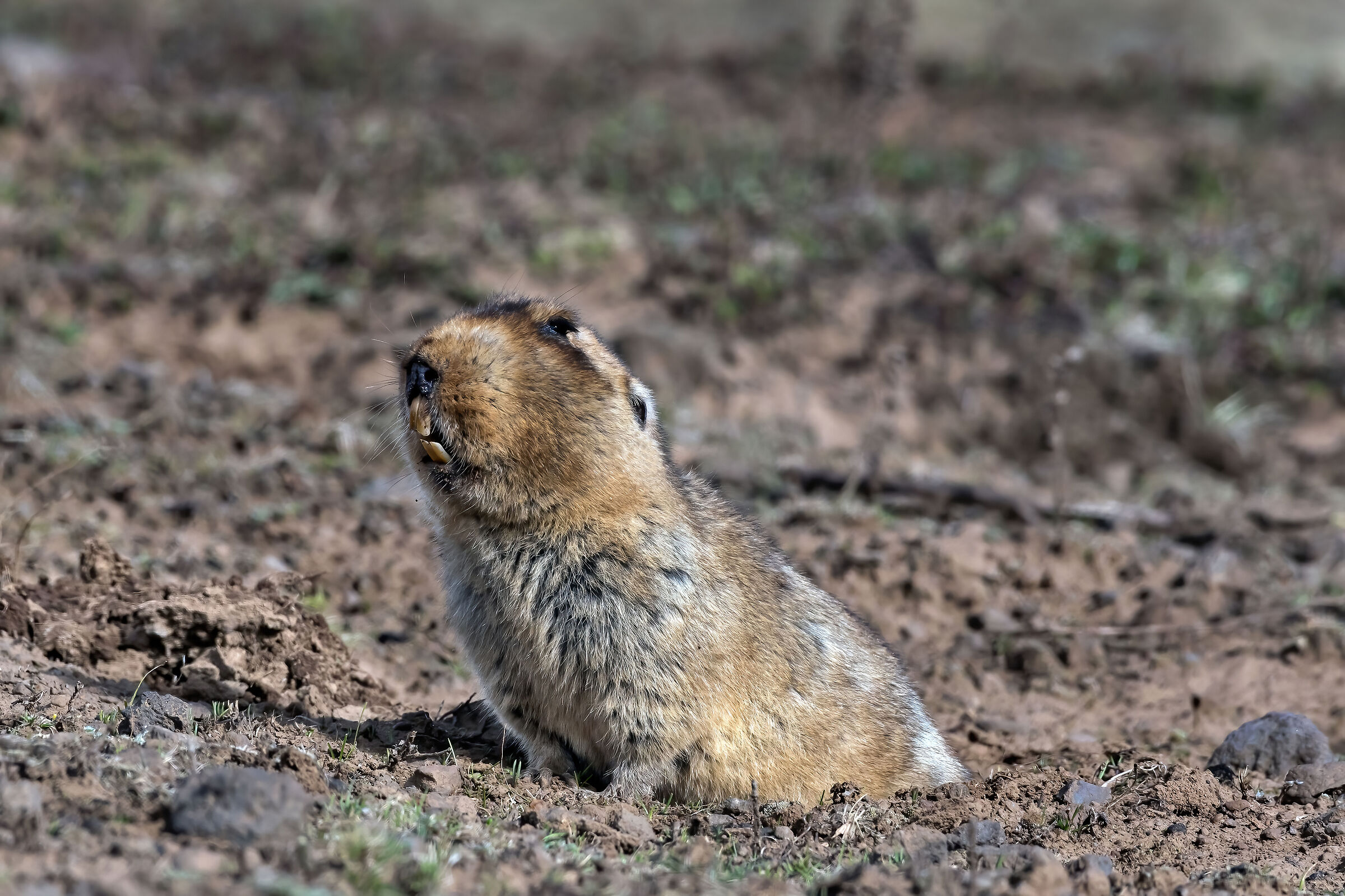 Ratto-talpa gigante (Tachyoryctes macrocephalus)
