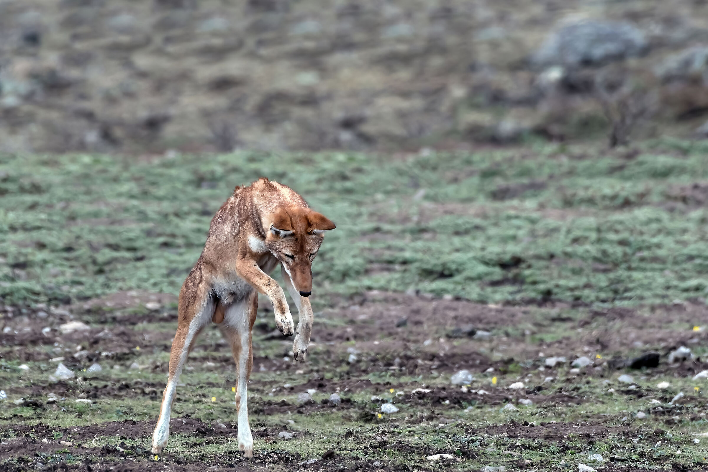 Lupo etiope (Canis simiensis), Simien Wolf
