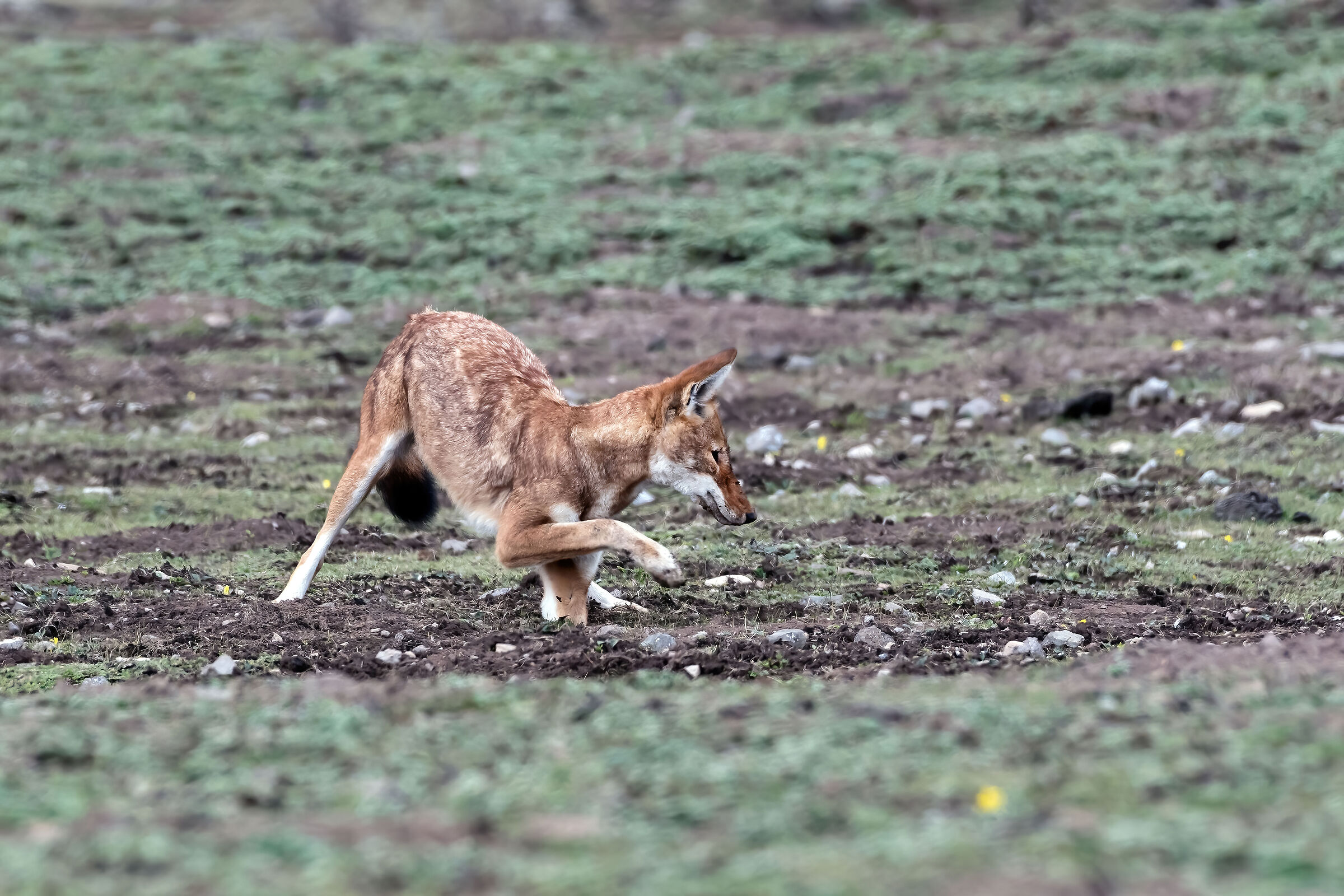 Lupo etiope (Canis simiensis), Simien Wolf