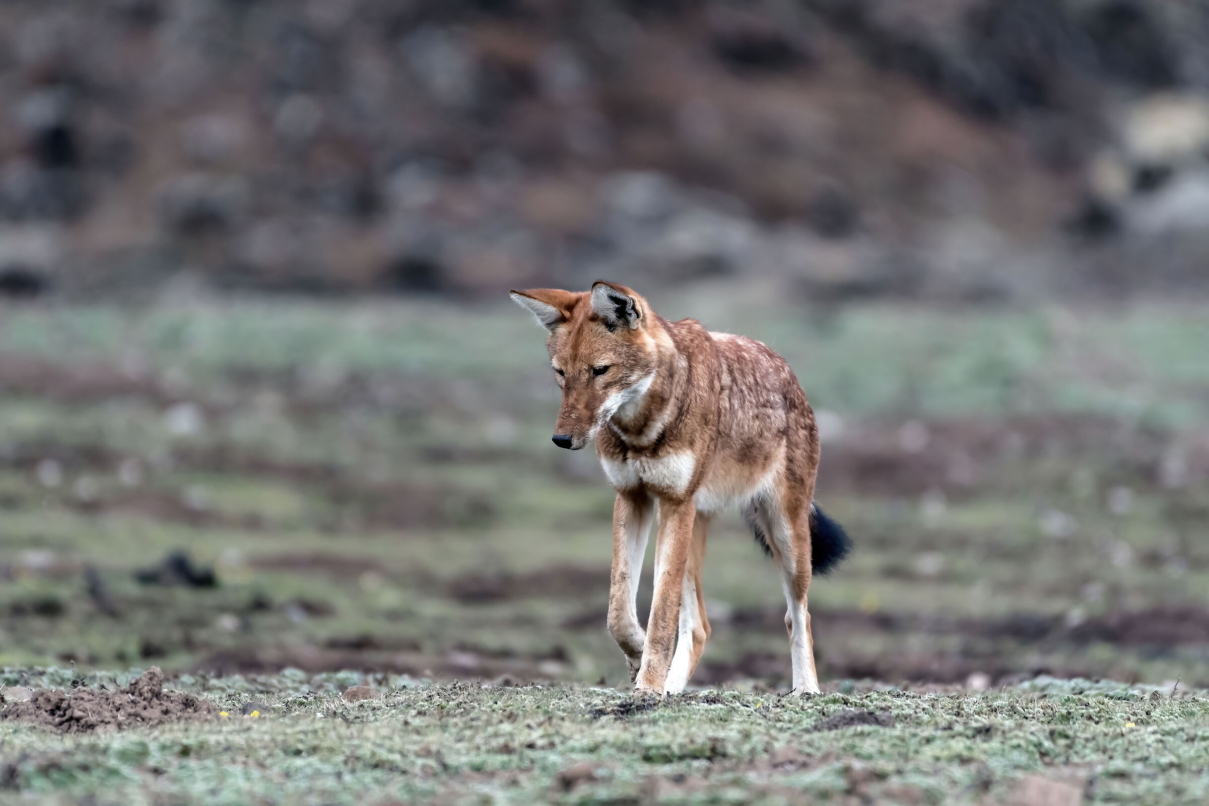 Lupo etiope (Canis simiensis), Simien Wolf
