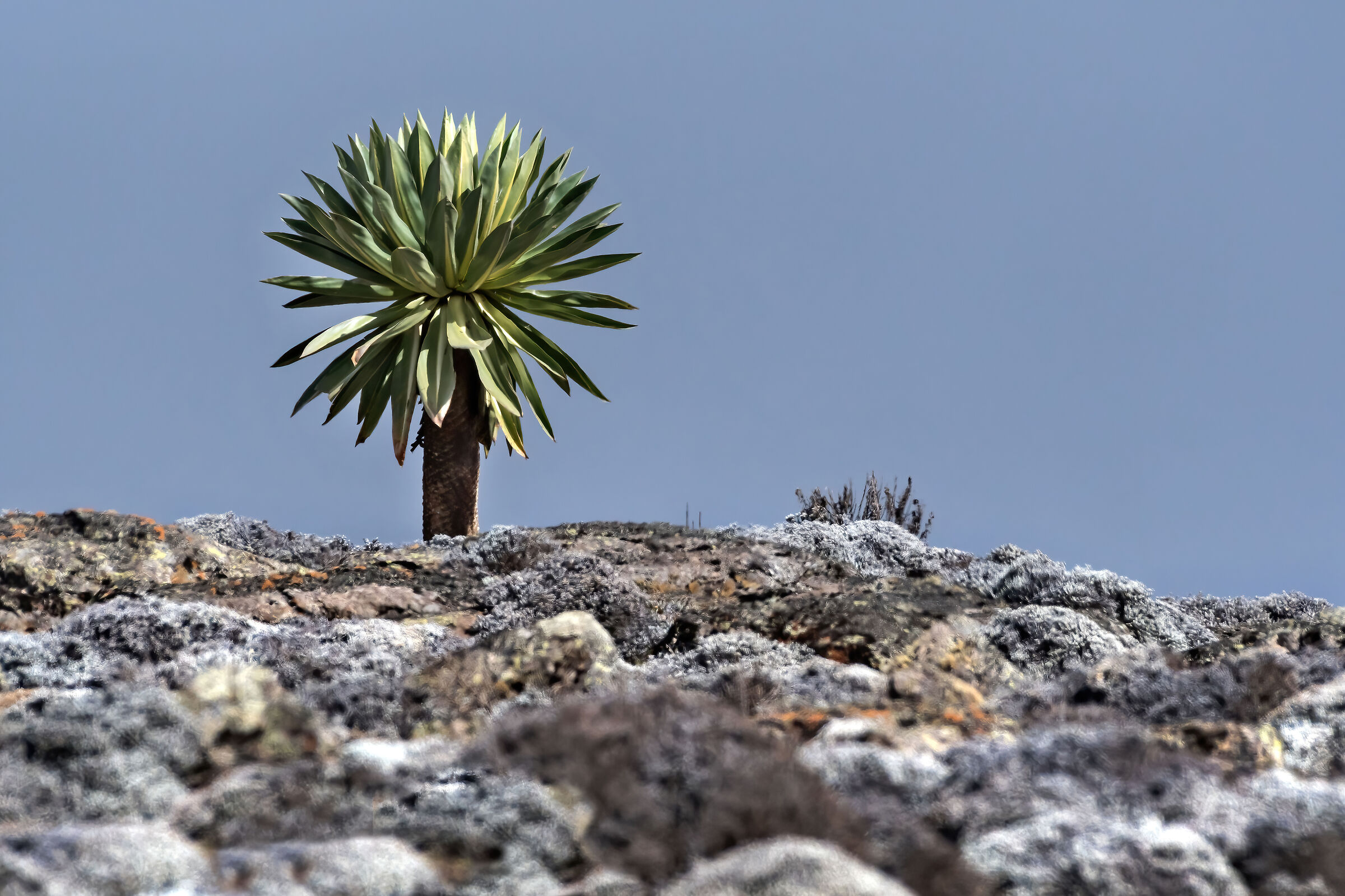 Lobelia gigante (Lobelia rhynchopetalum)