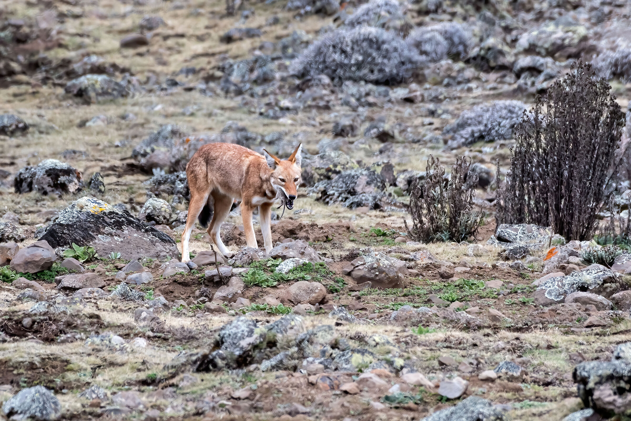 Lupo etiope (Canis simiensis), Simien Wolf
