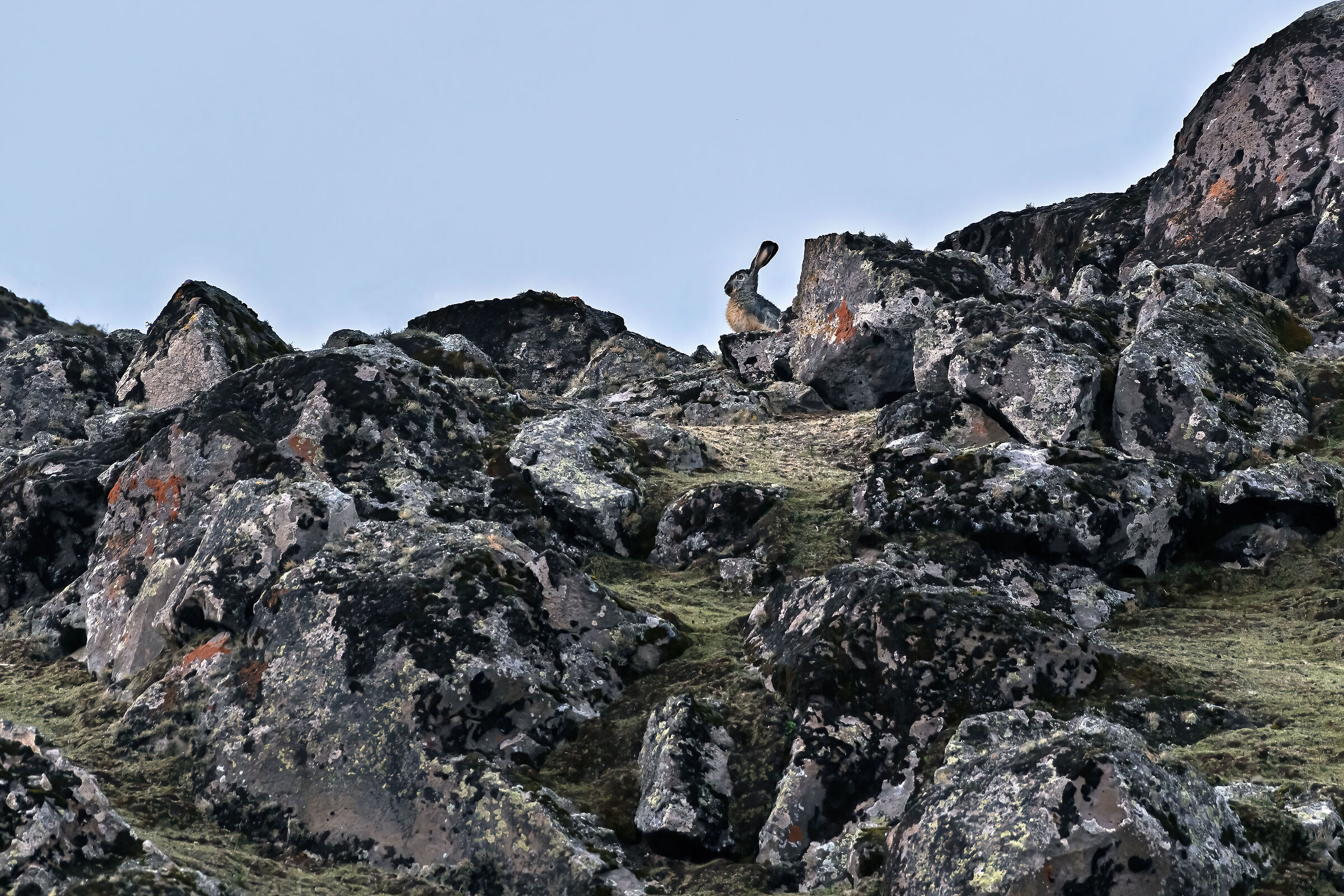 Lepre etiope (Lepus starckii), Ethiopian Highland Hare