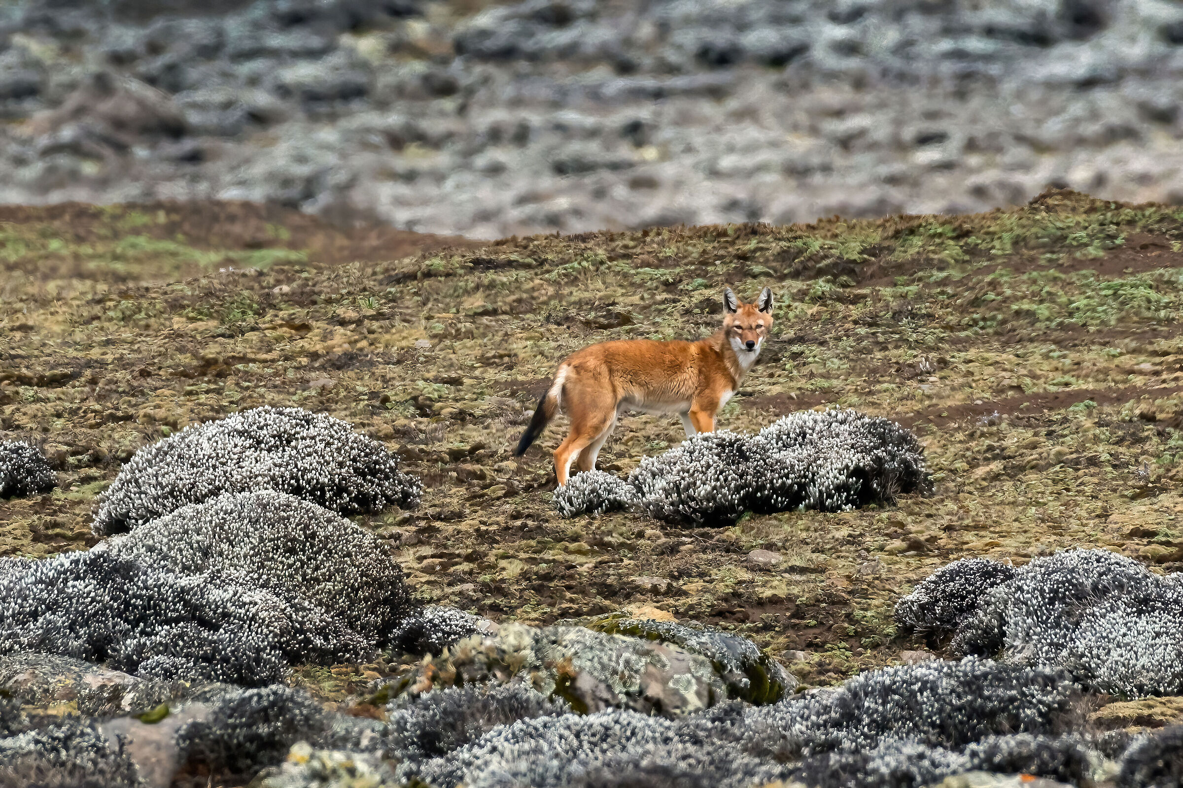 Lupo etiope (Canis simiensis), Simien Wolf