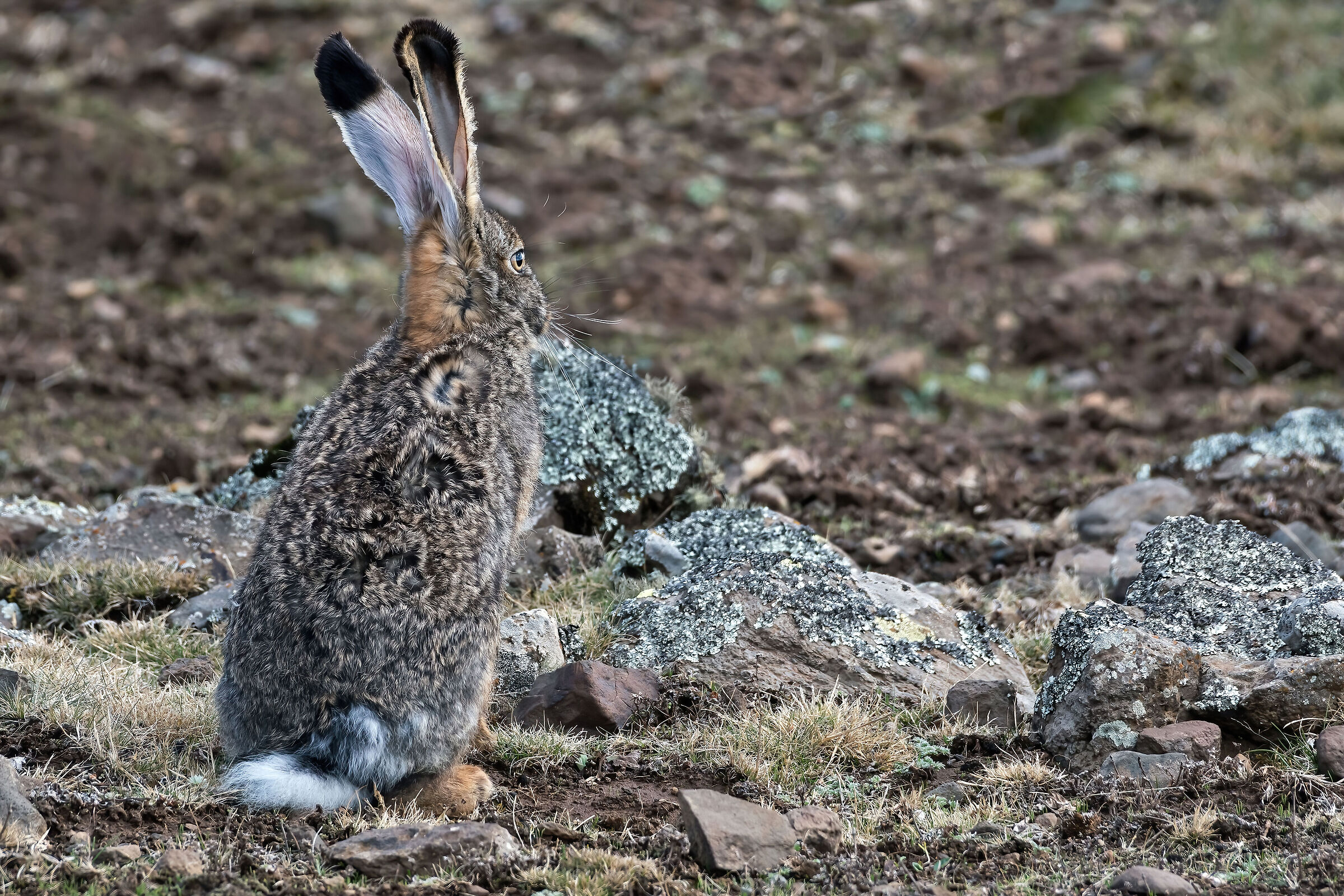 Lepre etiope (Lepus starckii), Ethiopian Highland Hare